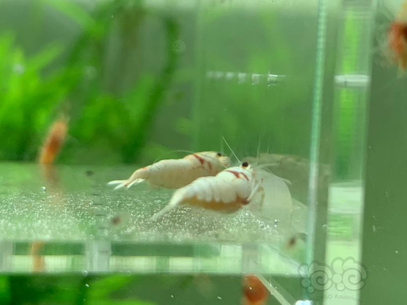 【虾】2022-9-26#RMB拍卖红白水晶虾-图6