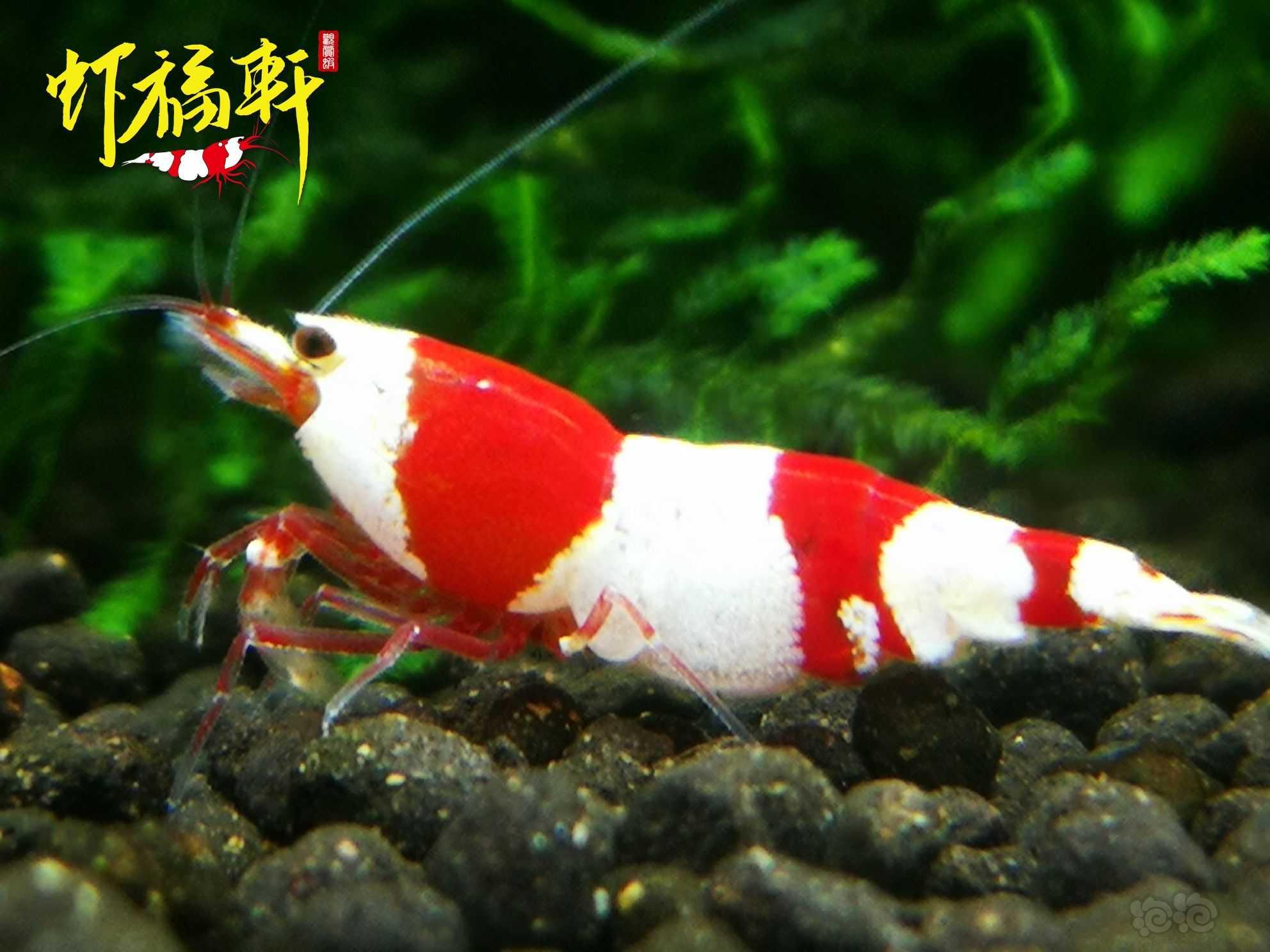 【虾】2022-09-16#RMB拍卖#红白三段V型繁殖组6只-图4