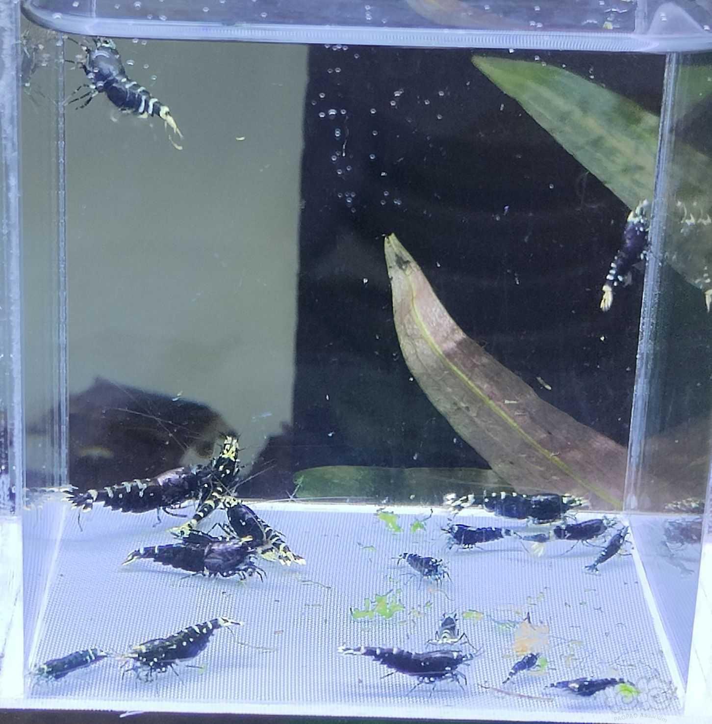 【水晶虾】出金属紫1公6母繁殖组+10只苗-图1