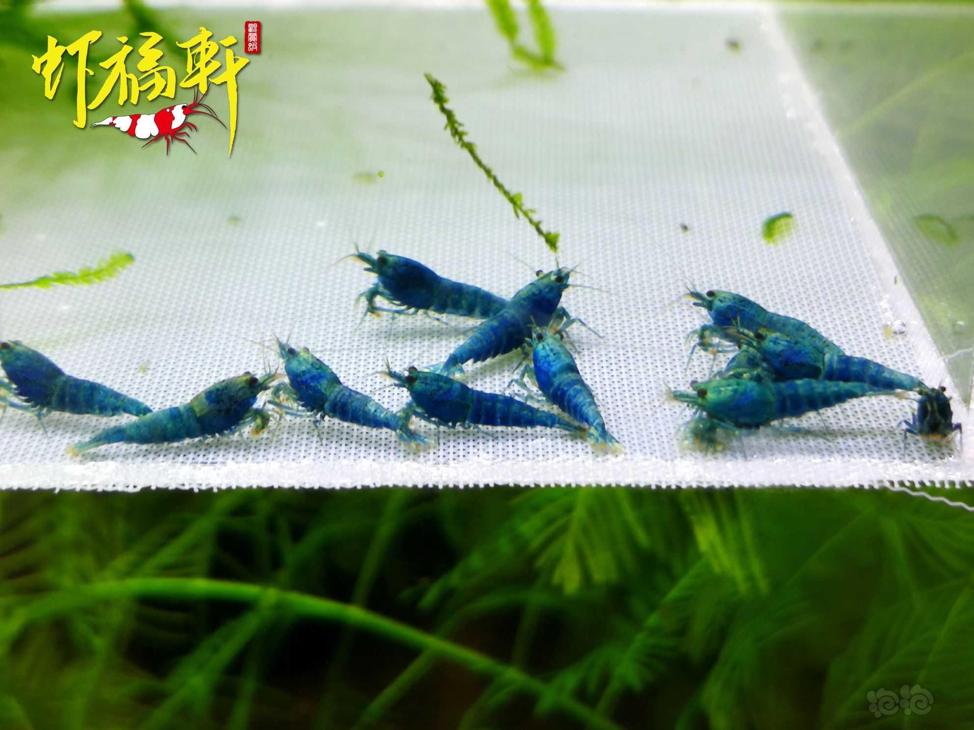 【虾】2022-09-11#RMB拍卖#蓝金刚小苗12只-图2