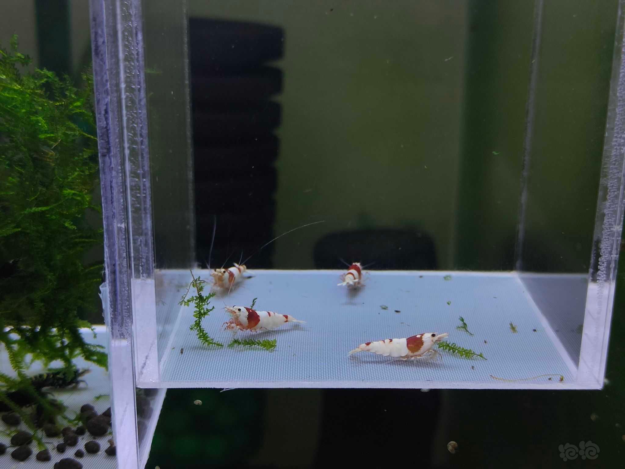 【水晶虾】出红白2公2母-图1