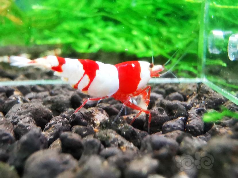 【虾】2022-09-30#RMB拍卖#红白水晶虾两只-图2