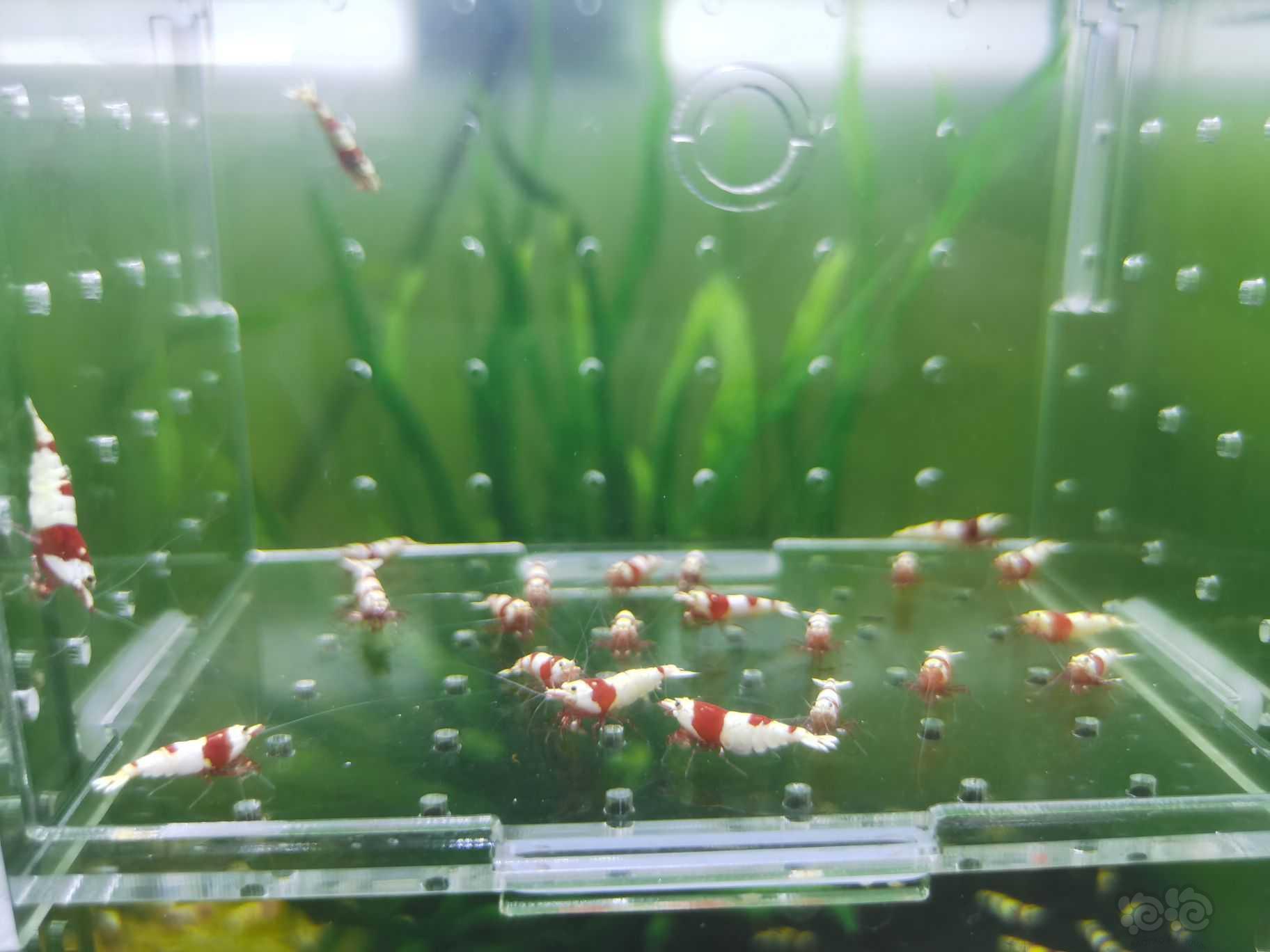 【水晶虾】低价出一份淘汰红白繁殖组-图1