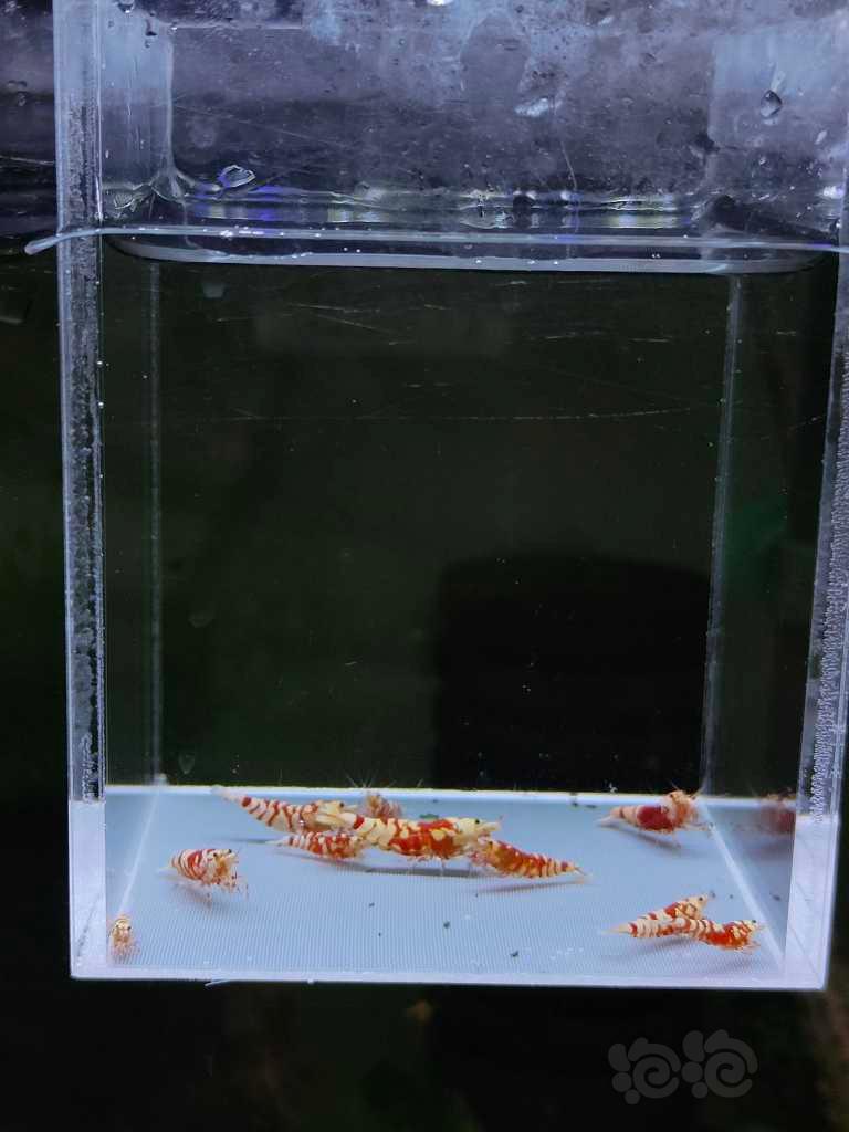【水晶虾】出红花虎10只-图5