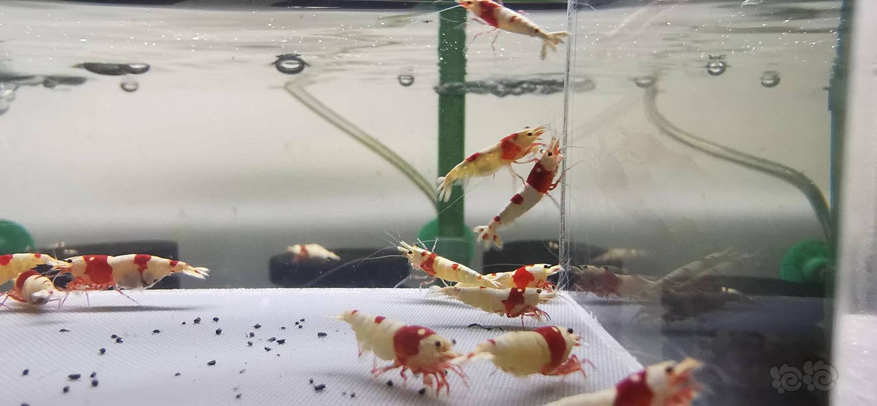 【虾】2022-9-5#RMB拍卖红白水晶虾繁殖组-图7