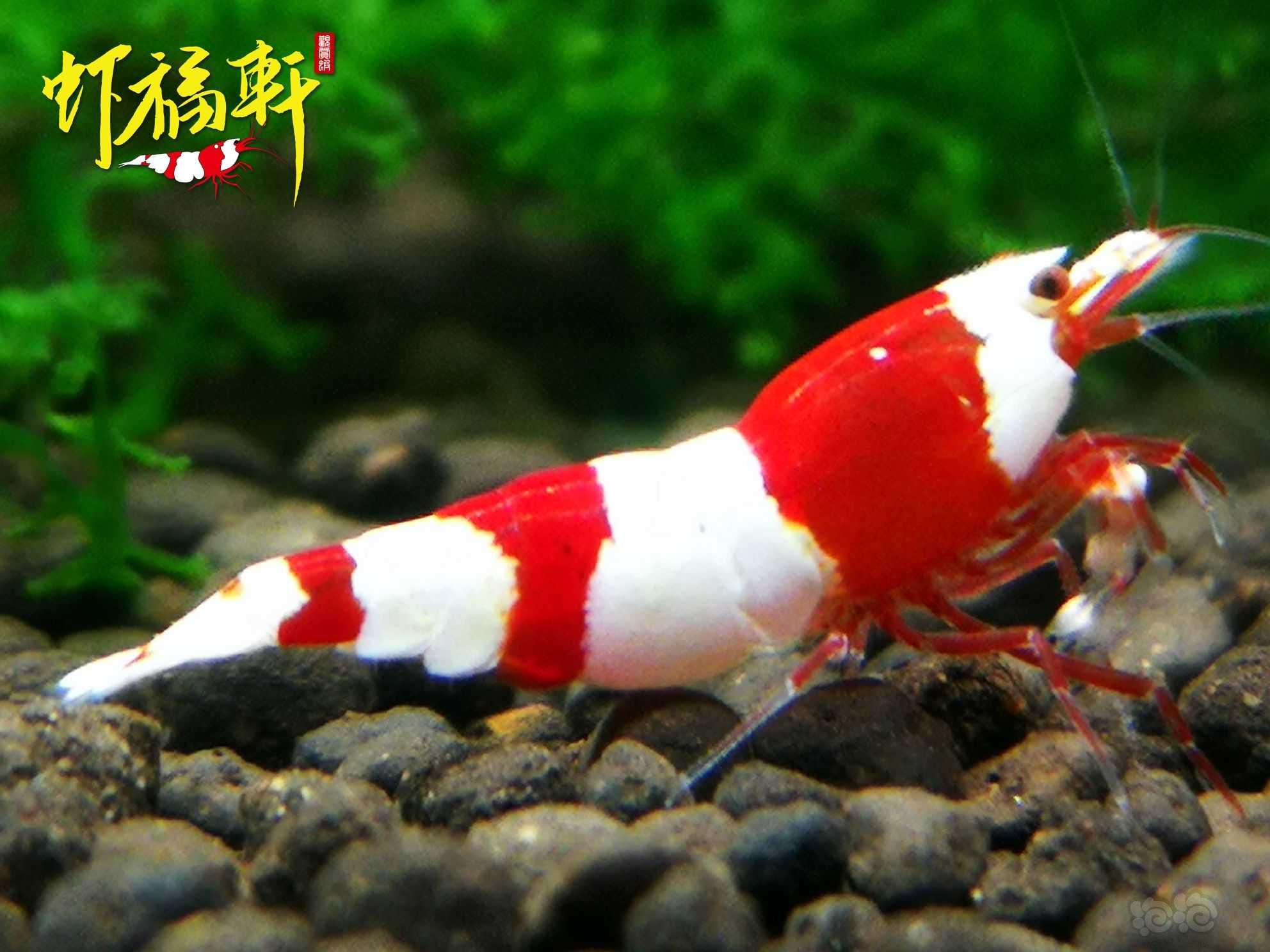 【虾】2022-09-12#RMB拍卖#优质红白三段V型4只-图1