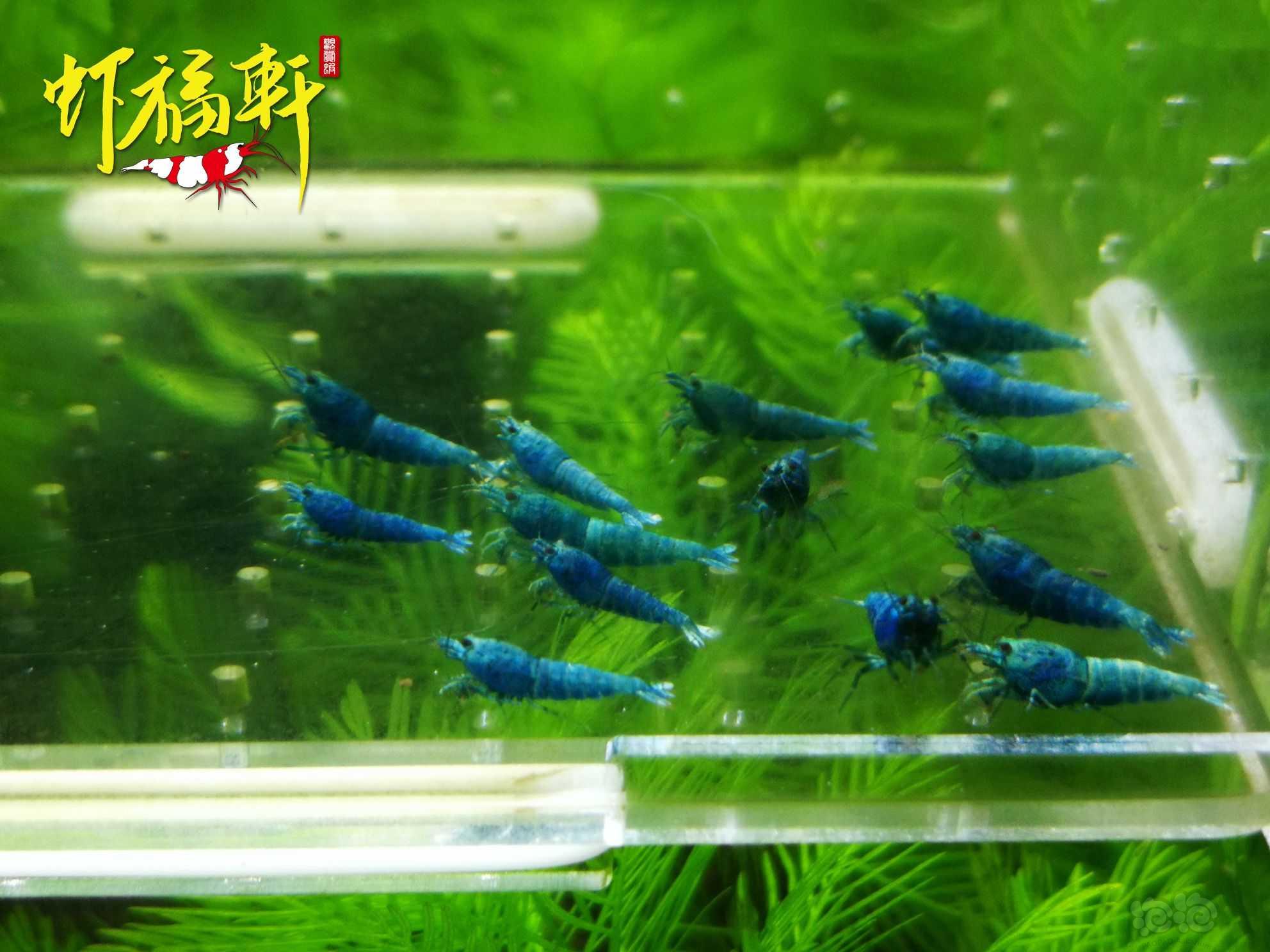 【虾】2022-09-23#RMB拍卖#蓝金刚小苗15只-图3