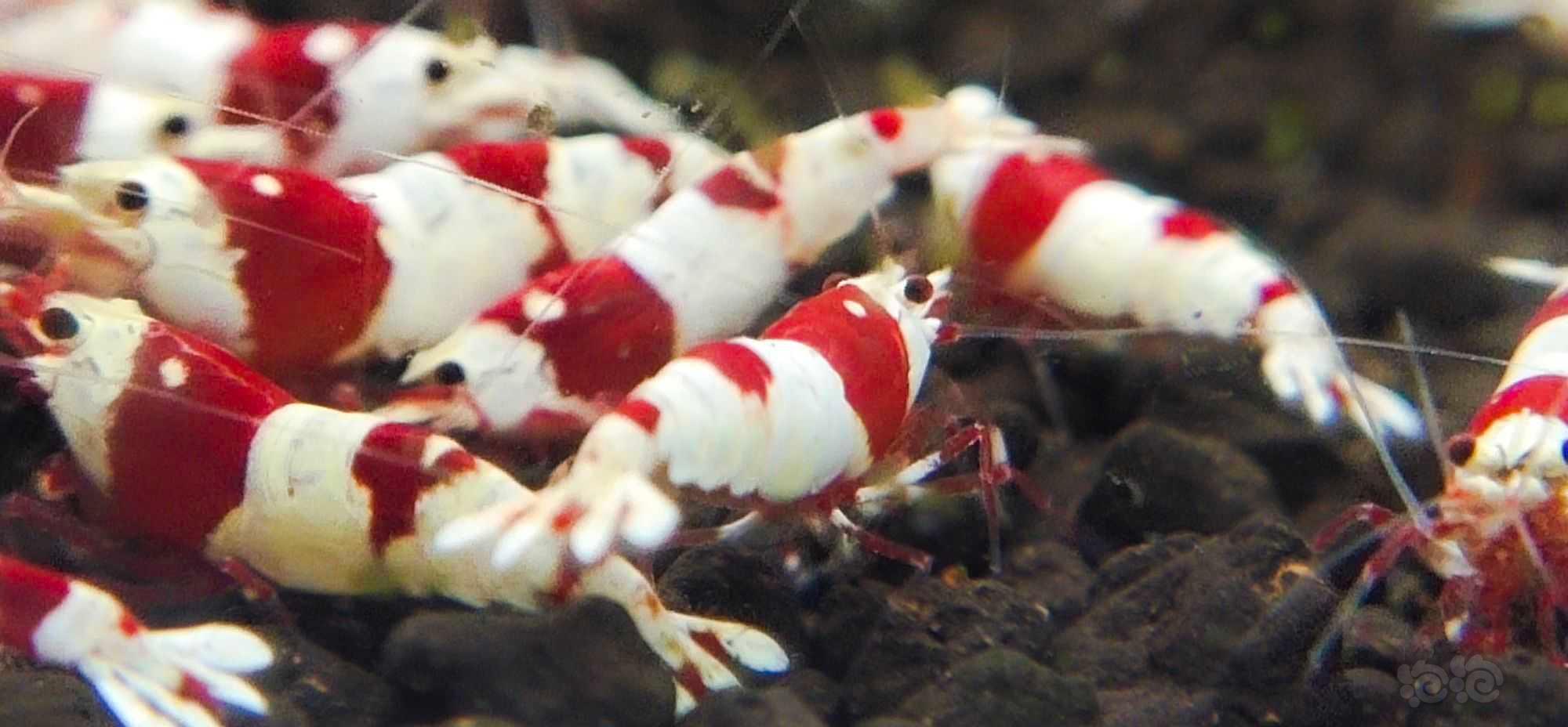 【水晶虾】出红白公虾-图1