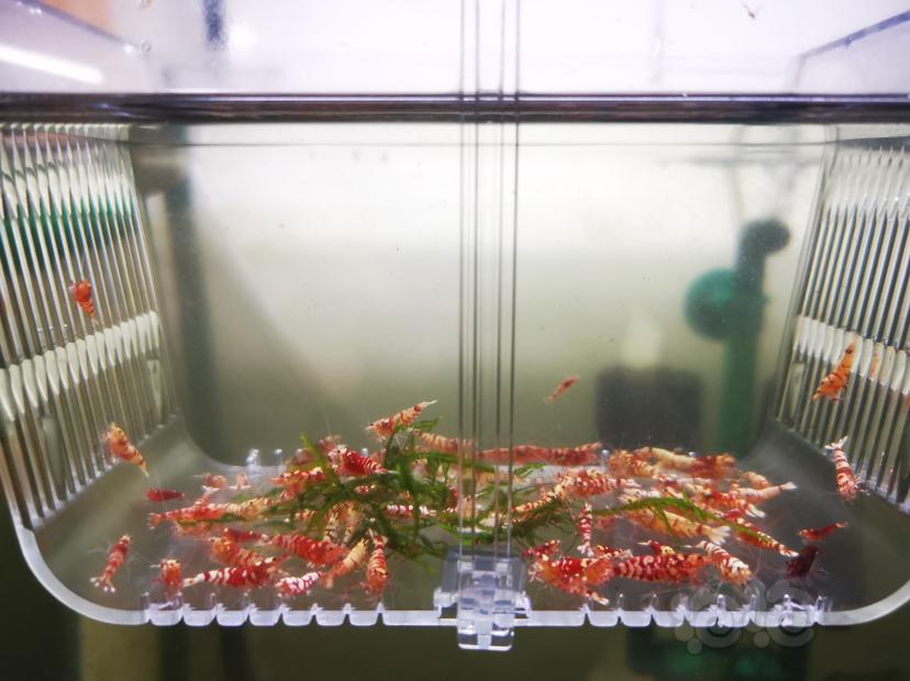 【虾】2022-09-24#RMB拍卖淘汰虾一组100只-图1