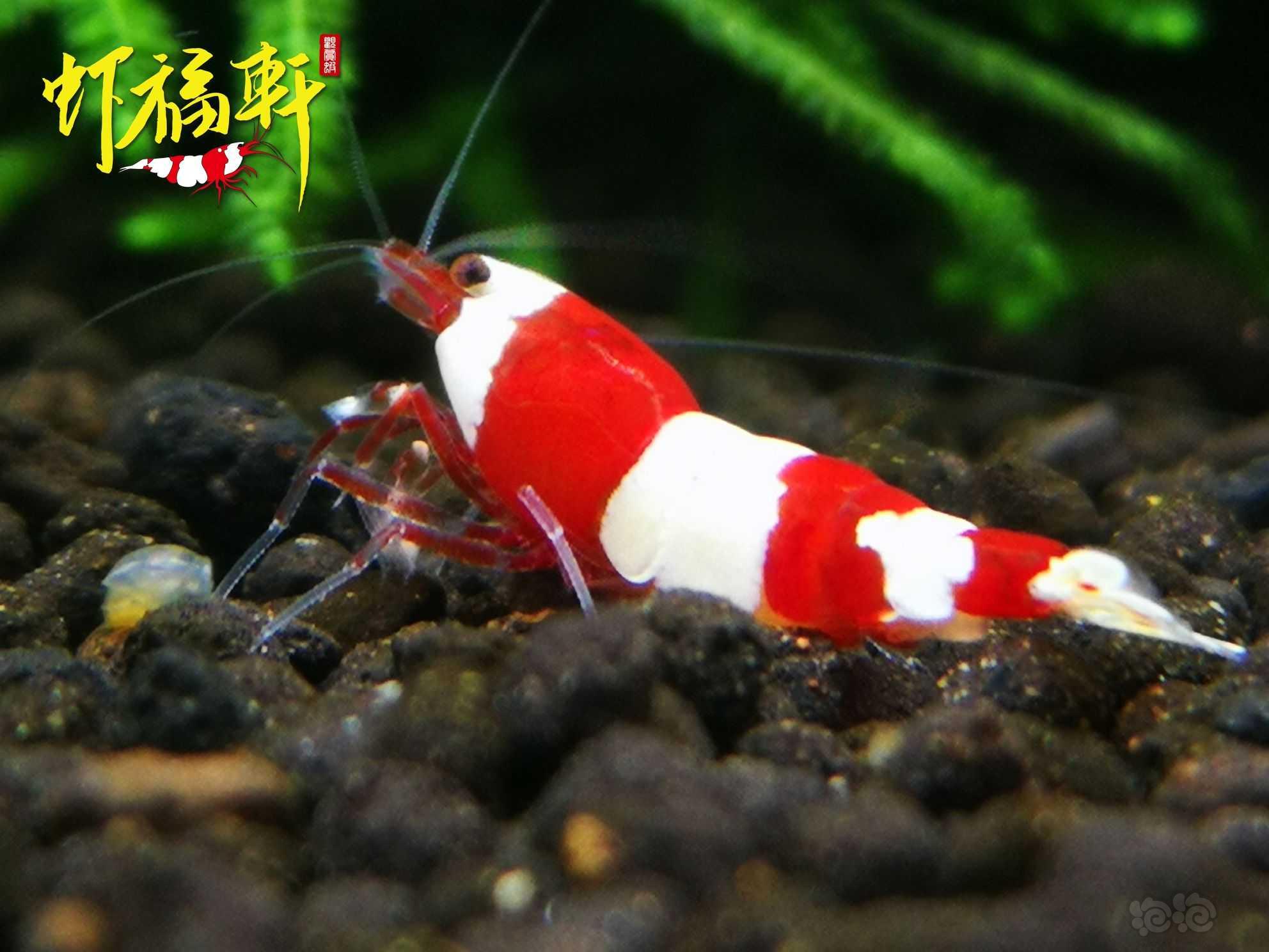 【虾】2022-09-16#RMB拍卖#红白三段V型繁殖组6只-图5