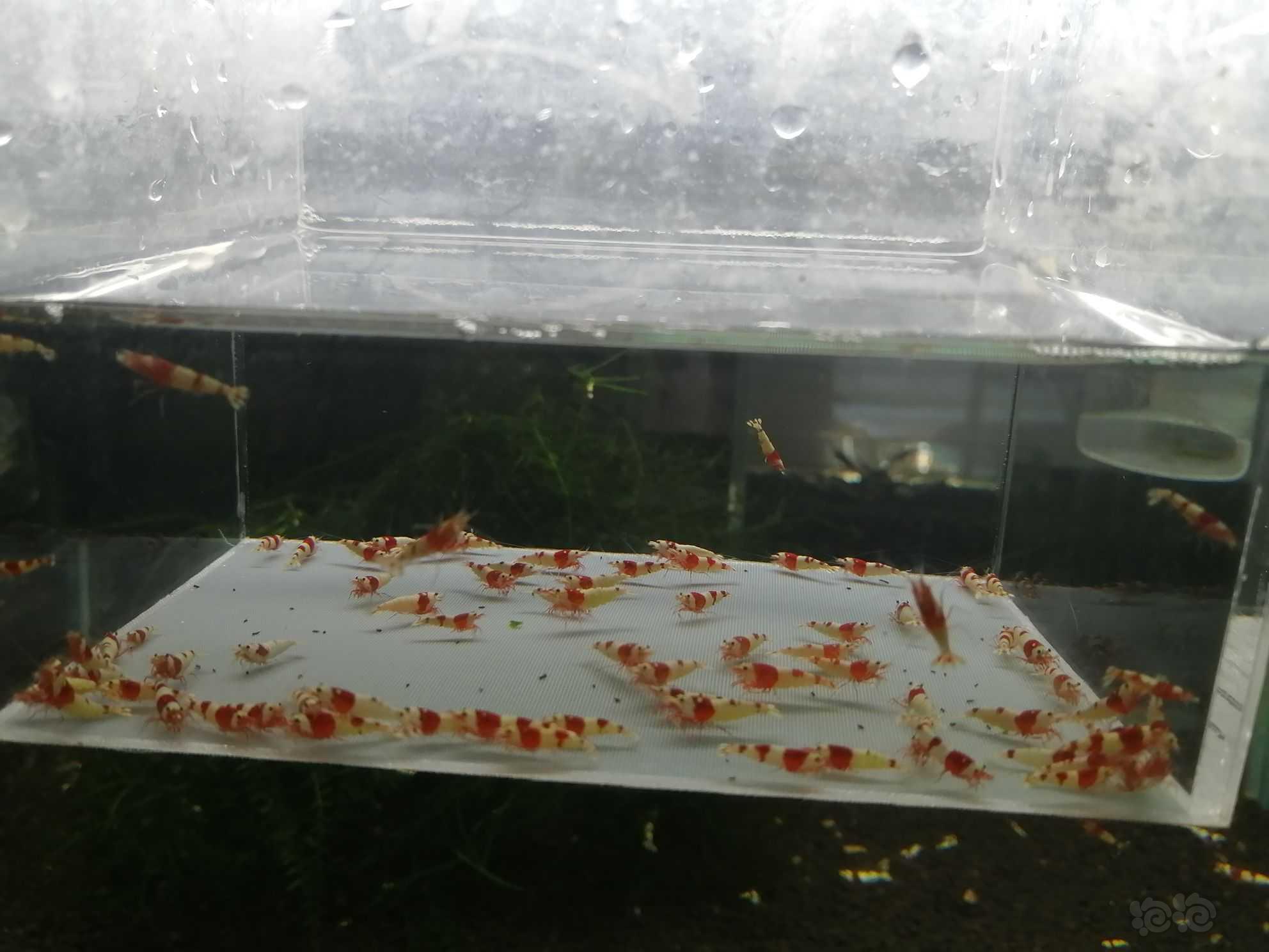 【虾】2022-09-21＃RMB拍卖纯血红白幼虾78只。-图6