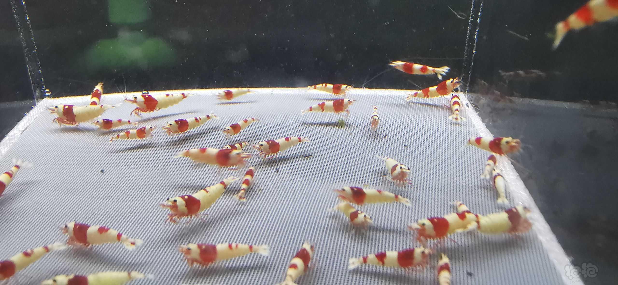 【水晶虾】翻缸出60红白-图3