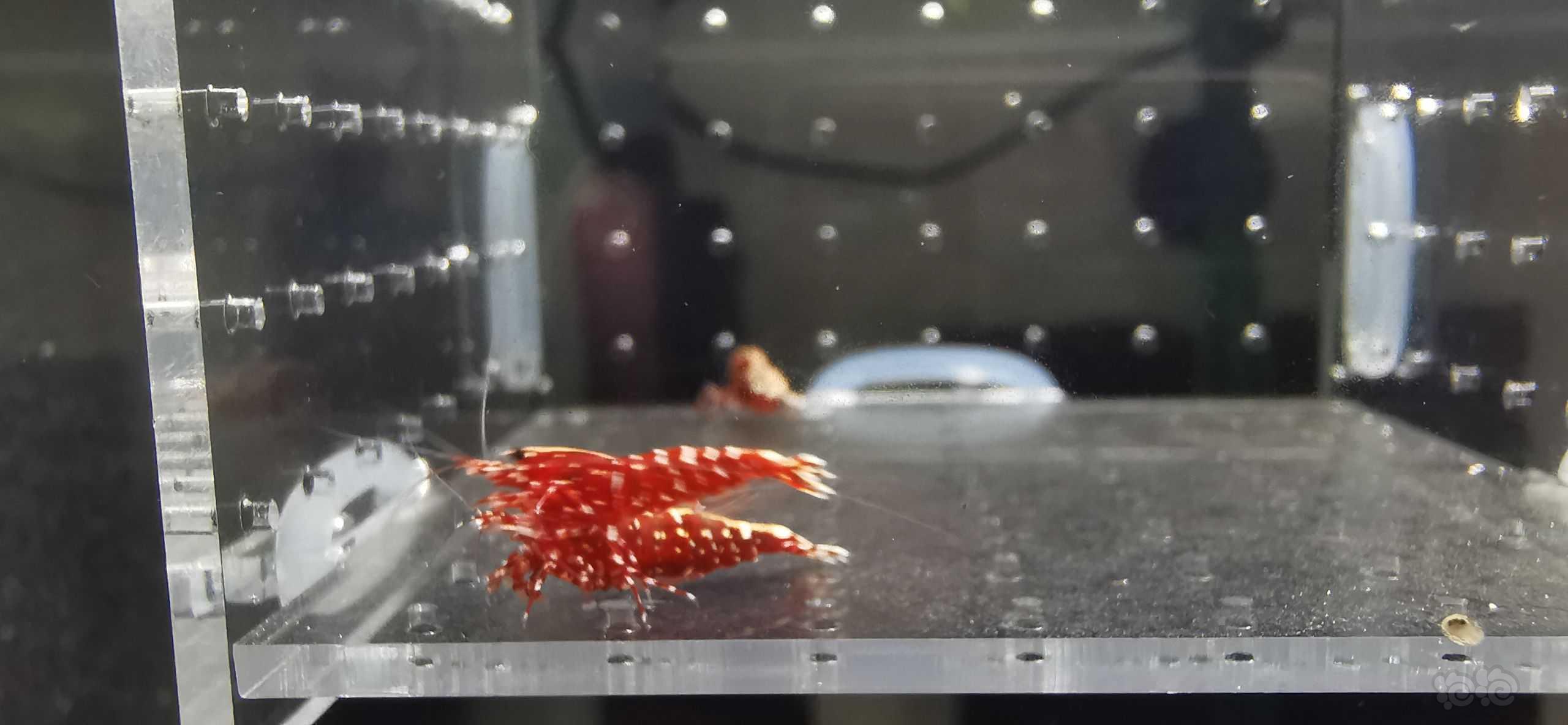 【虾】2022-09-25#RMB拍卖#红银河繁殖组-图4