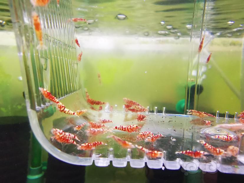 【虾】2022-10-02#RMB拍卖红花虎幼虾一组100只-图3