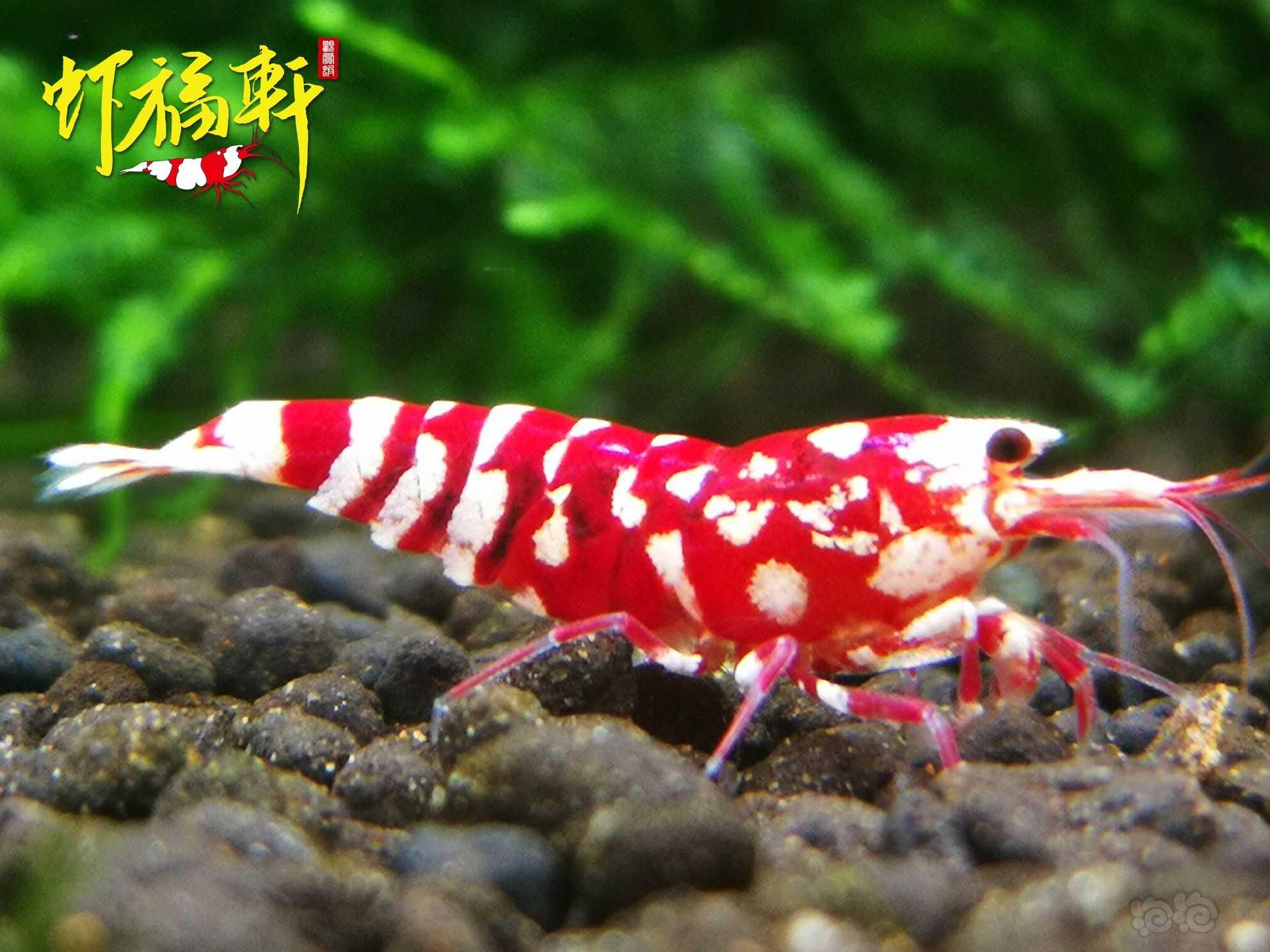 【虾】2022-10-03#RMB拍卖#品质红花虎2只-图2