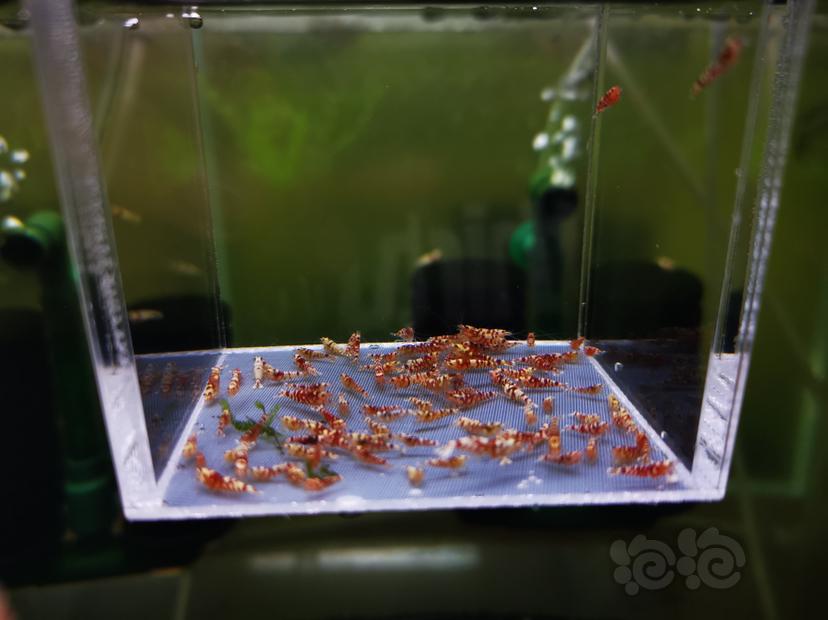 【虾】2022-10-06#RMB拍卖红花虎幼虾一组100只-图3
