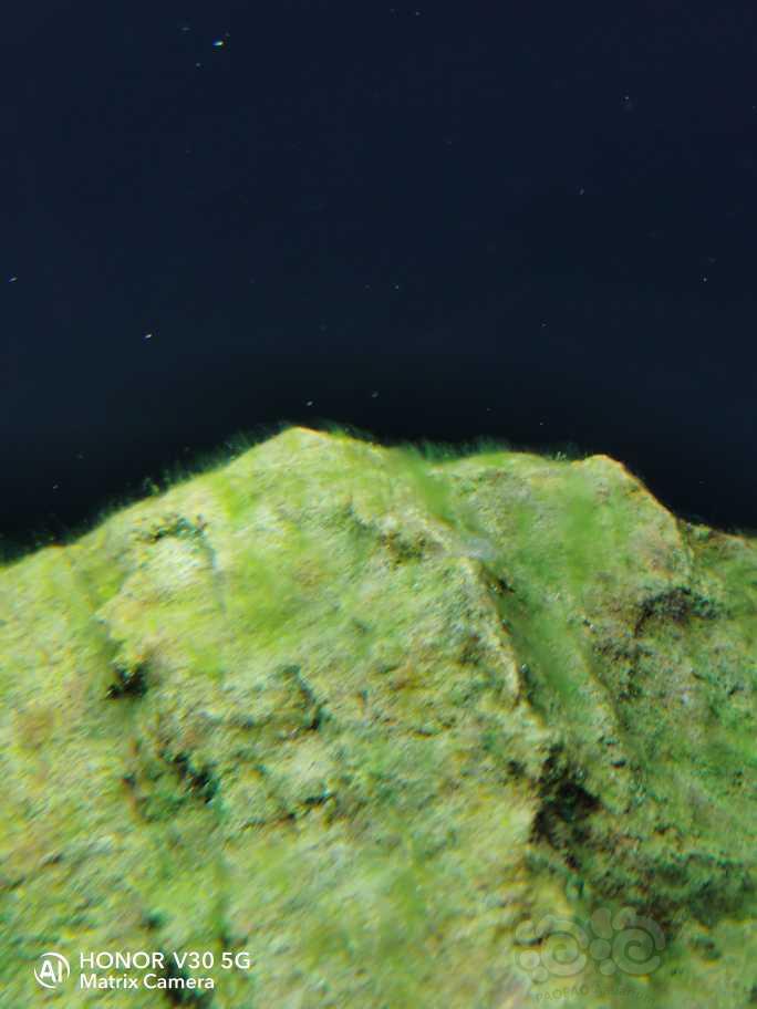 原生爆藻是爆啥藻-图2