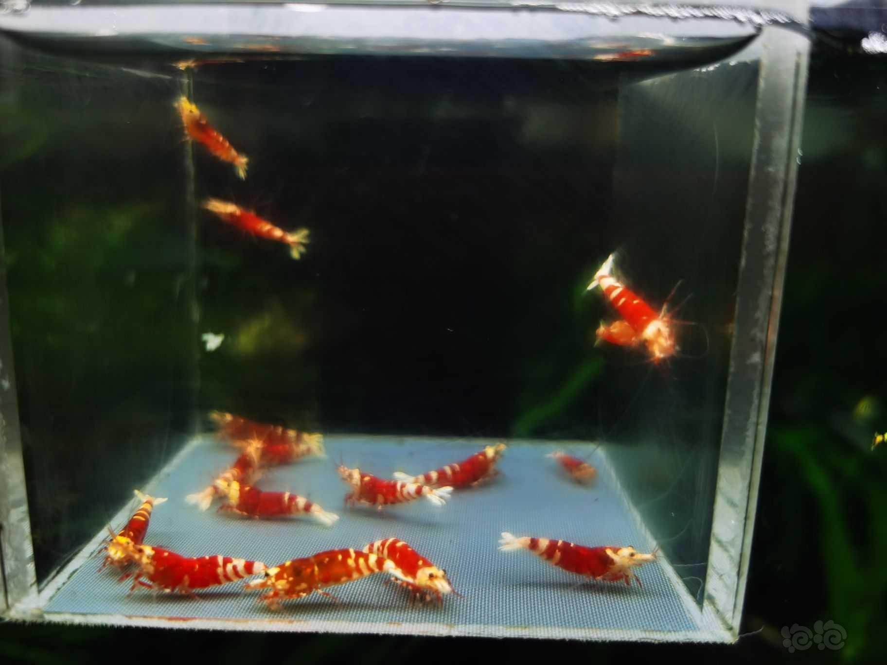 【虾】2022-10-2#RMB拍卖#红宝石20只-图2