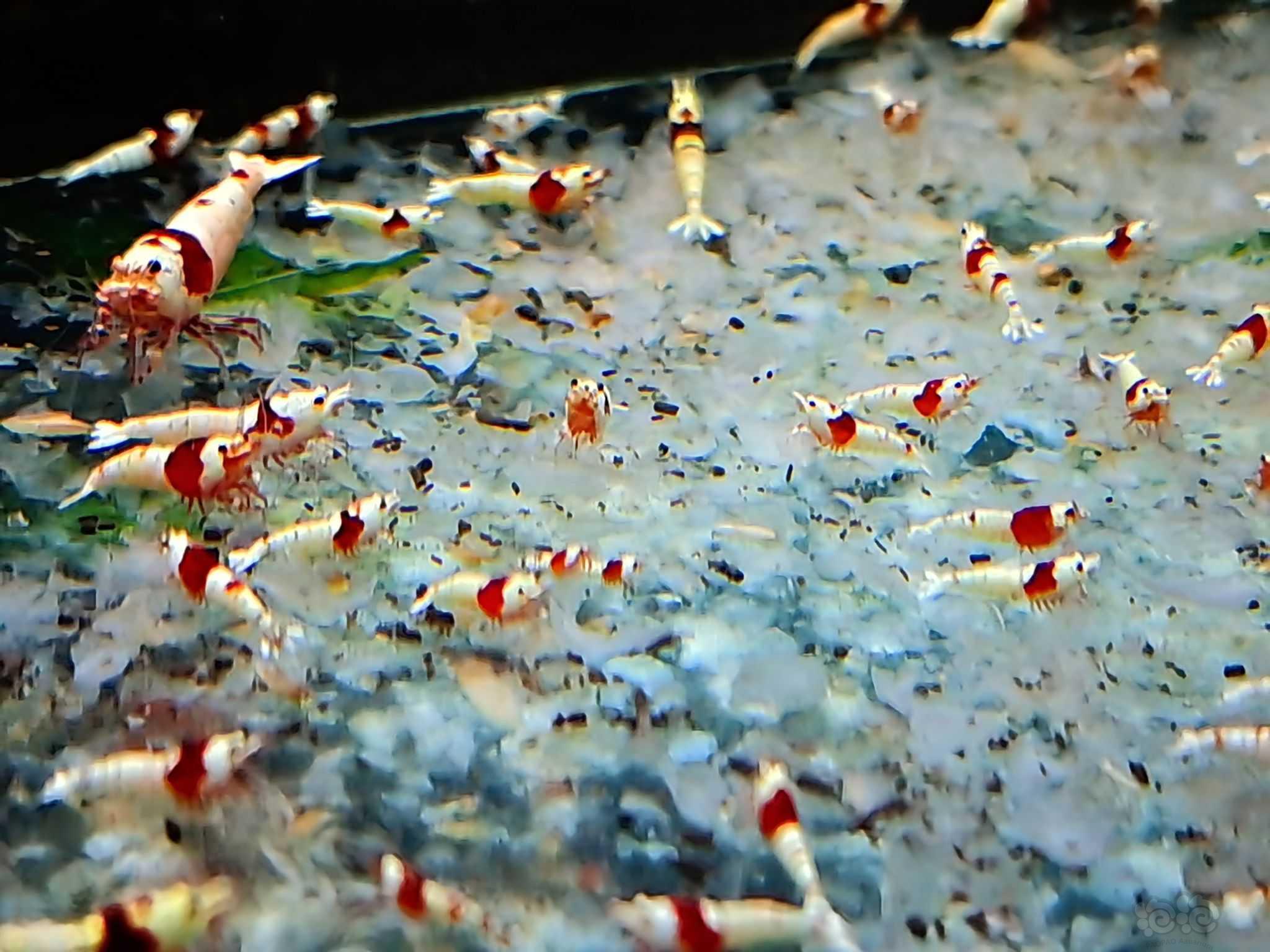 【水晶虾】出纯血红白5百只-图1