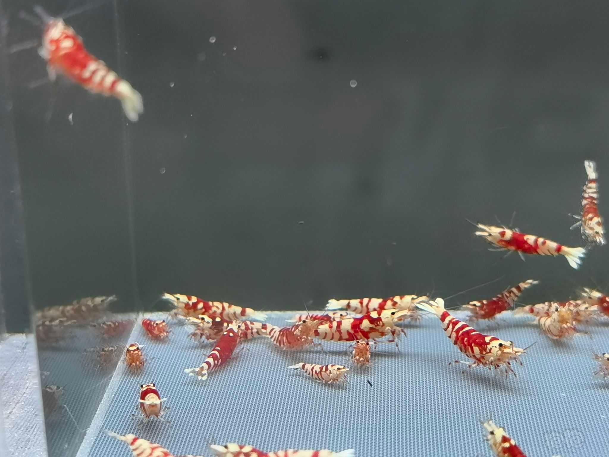 【虾】2022-10-20#RMB拍卖红花虎30只-图1