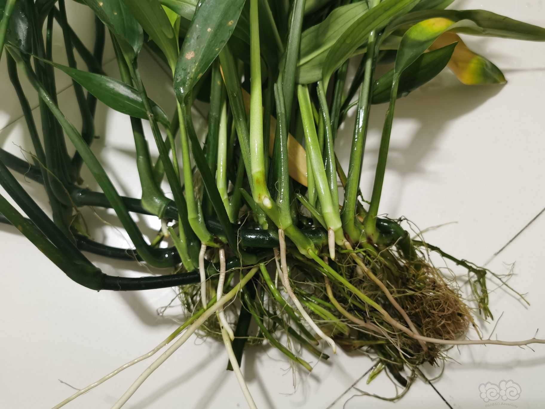 翻缸出水草!山崎桂 , 黑木蕨, 水榕-图1