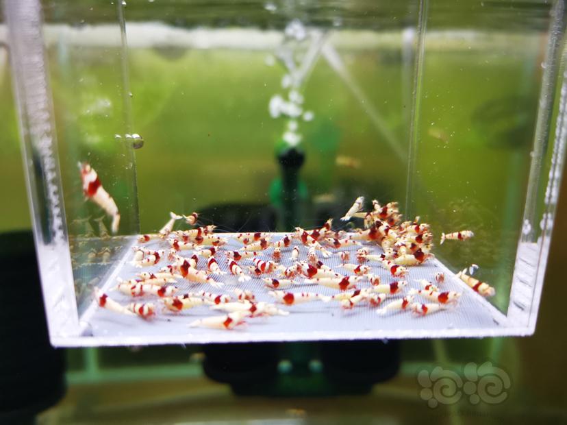 【虾】2022-10-05#RMB拍卖红白幼虾一组100只-图3