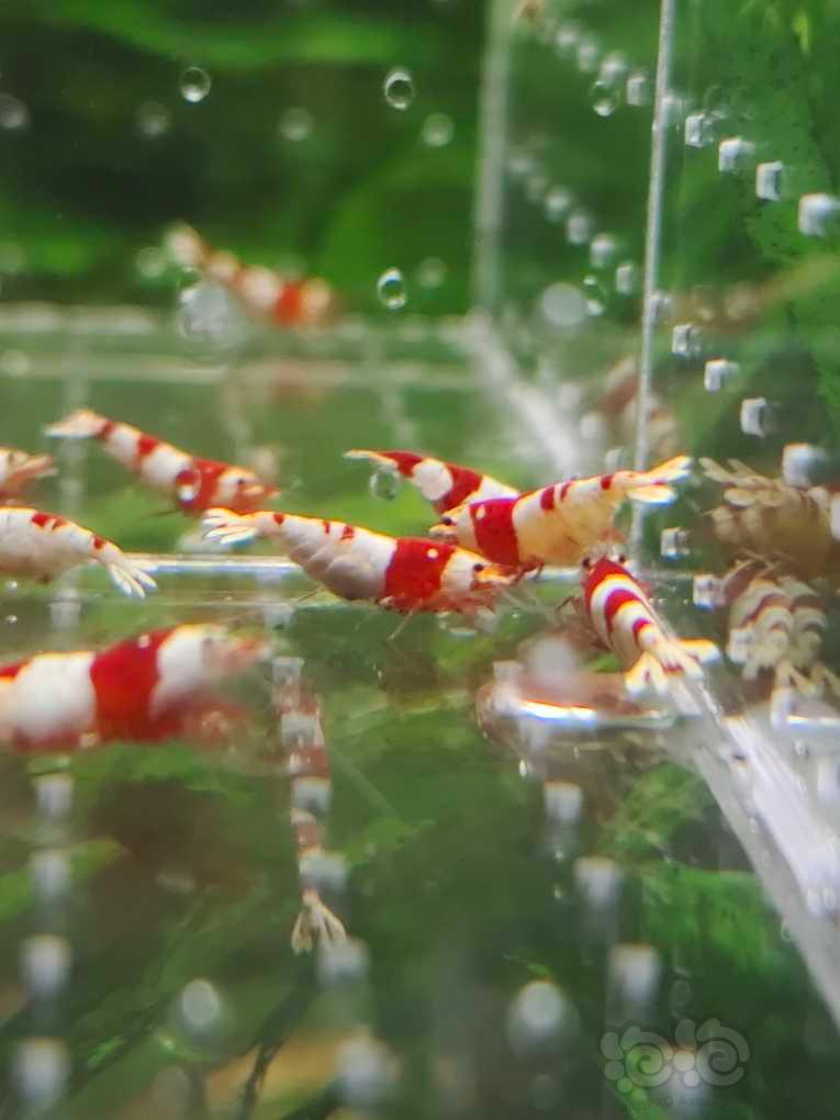 【水晶虾】【出售】纯血红白繁殖组20只，包邮
【份数】一份10公10母-图8