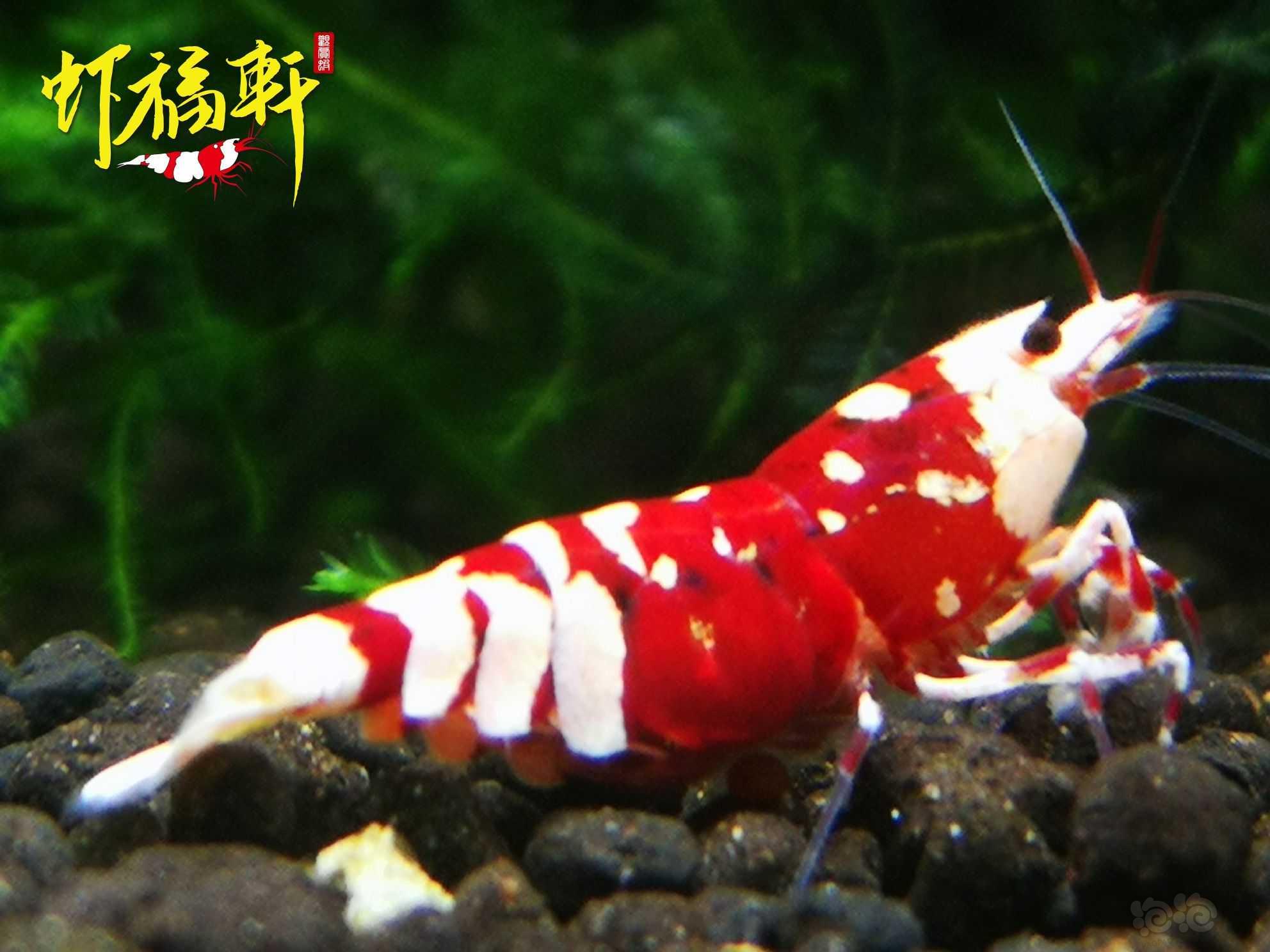 【虾】2022-10-03#RMB拍卖#品质红花虎2只-图1