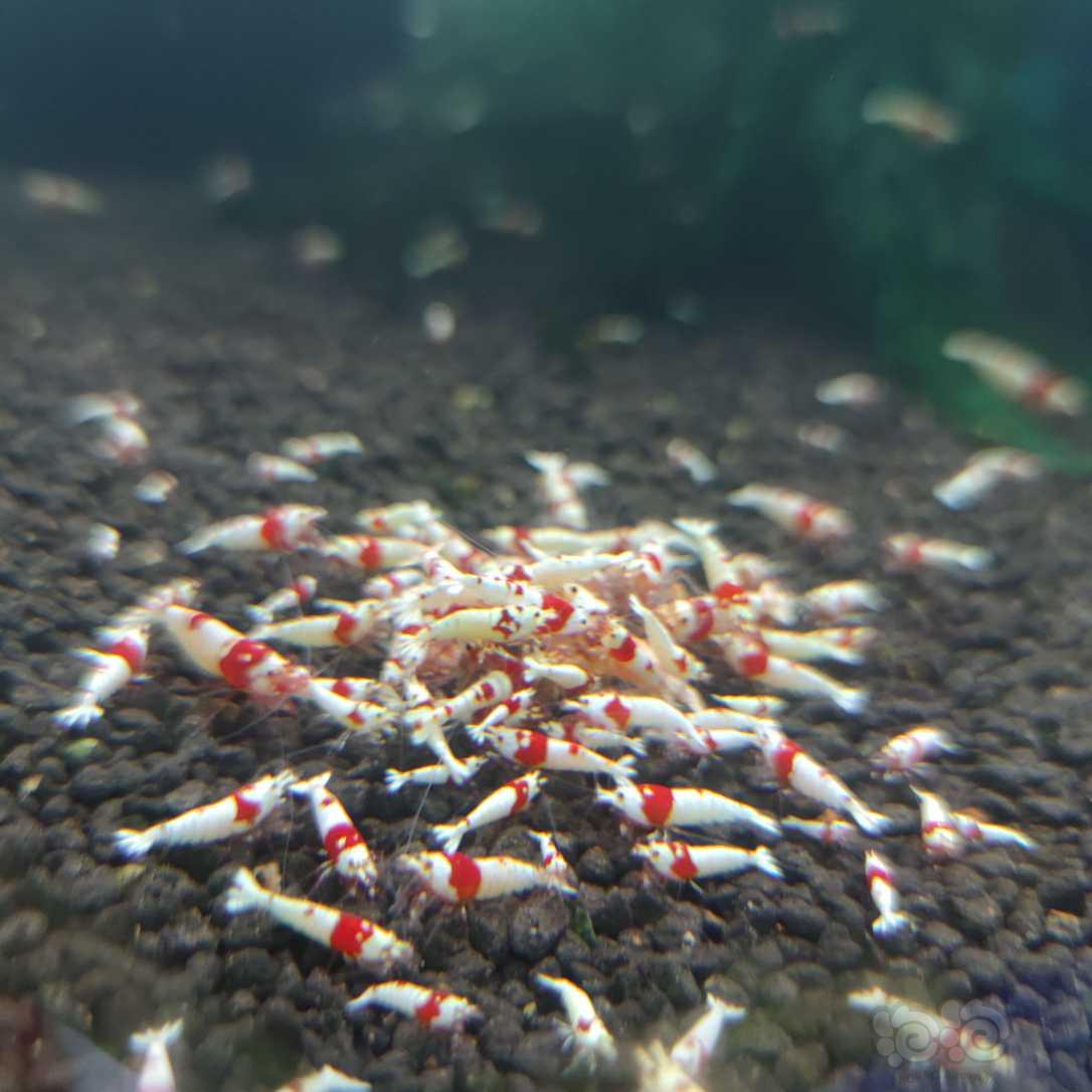 【水晶虾】红白纯血，黑金刚-图1