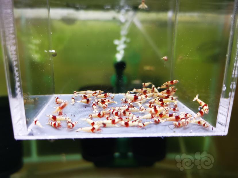【虾】2022-10-05#RMB拍卖红白幼虾一组100只-图2