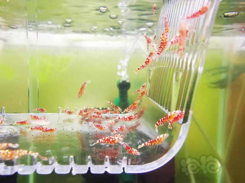 【虾】2022-10-02#RMB拍卖红花虎幼虾一组100只-图4