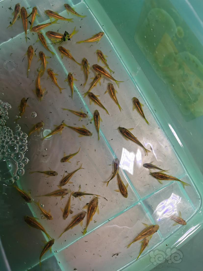 金线金 金线金鼠鱼 繁殖组  稳产-图2