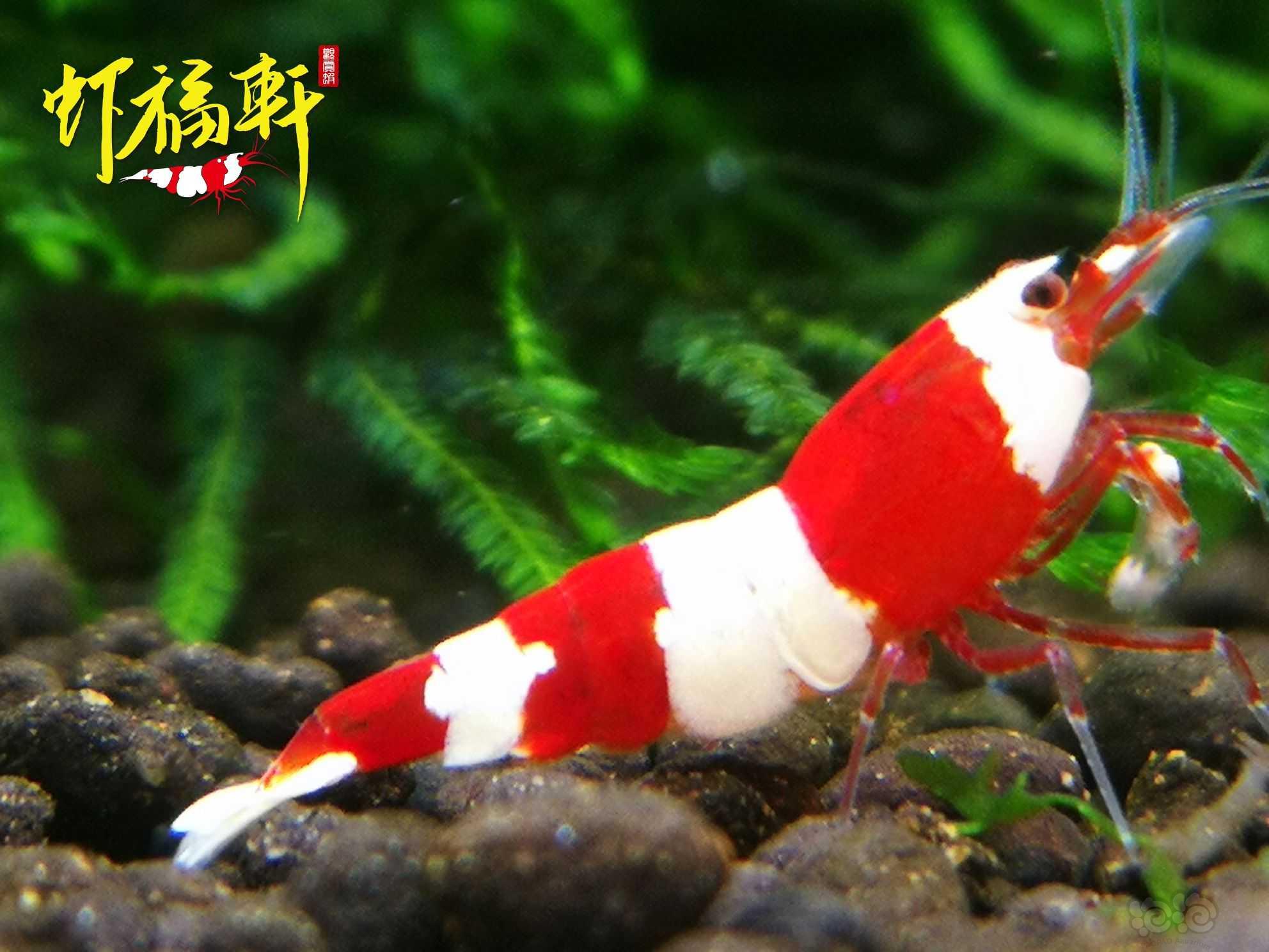 【虾】2022-10-07#RMB拍卖#品质红白三段V型3只-图2