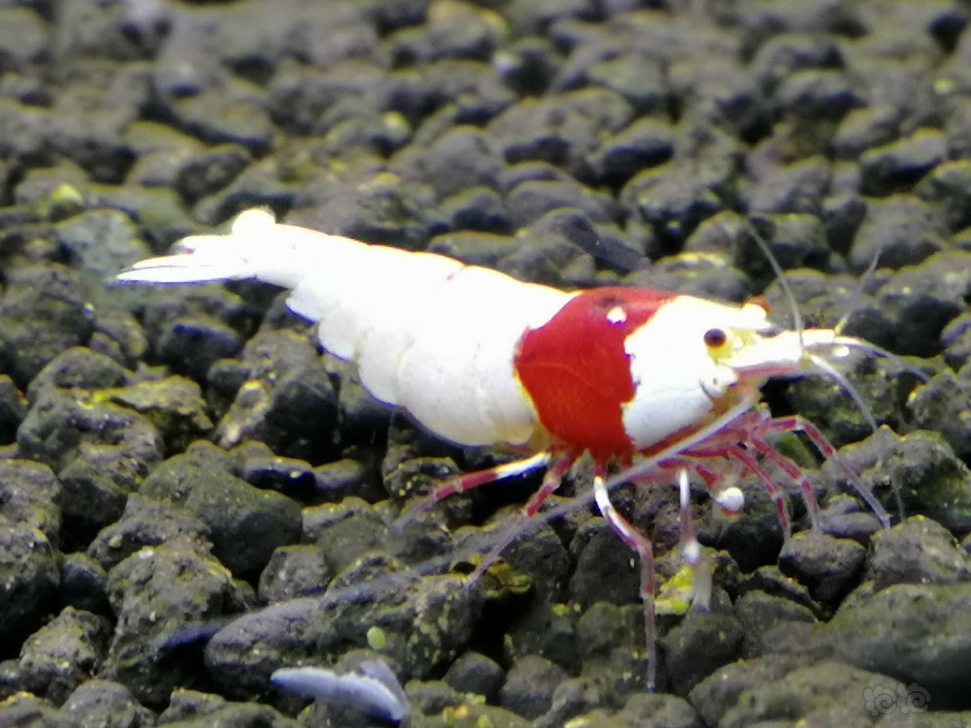 纯血红白水晶虾-图2