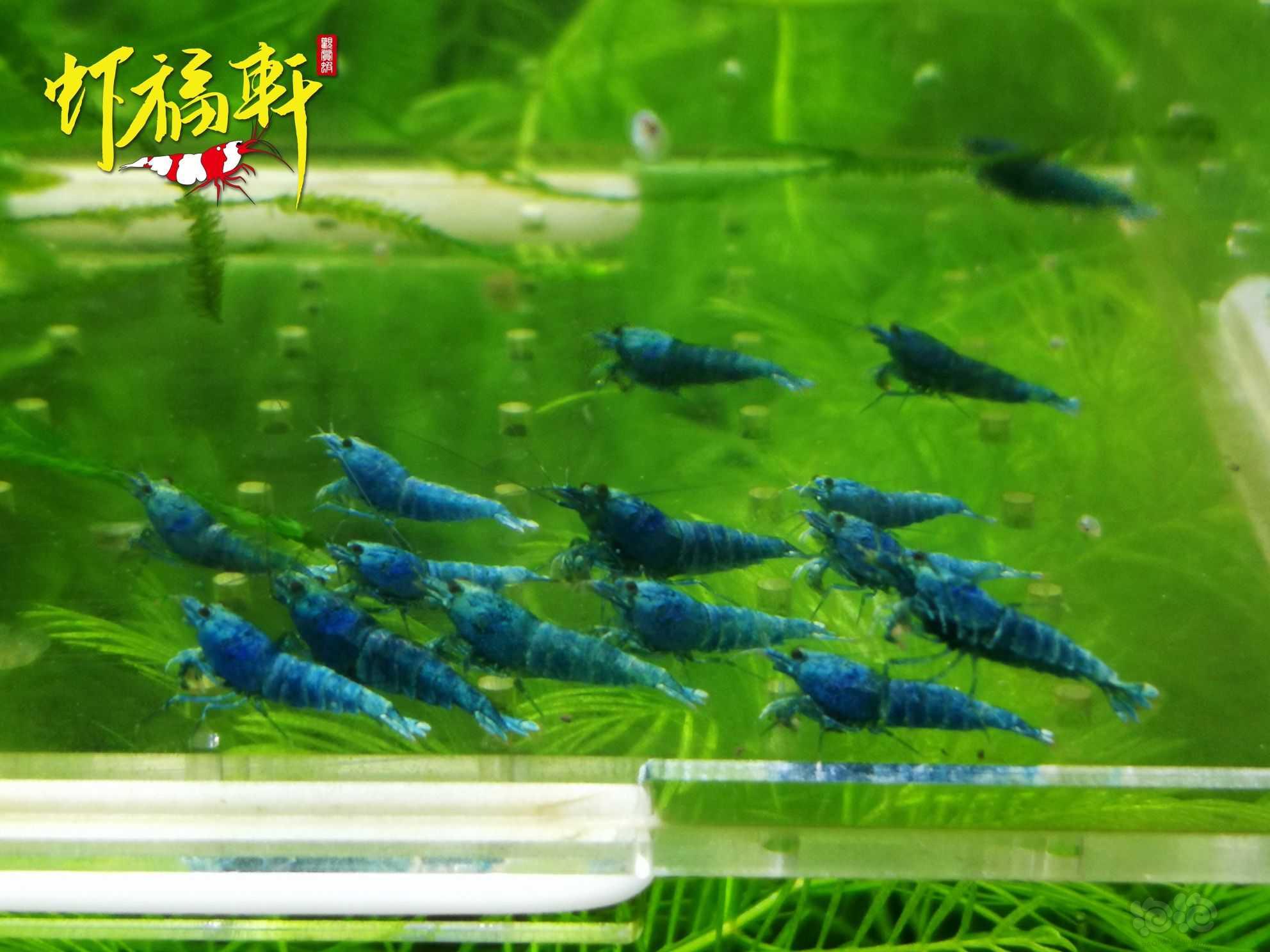 【虾】2022-10-02#RMB拍卖#蓝金刚小苗15只-图2