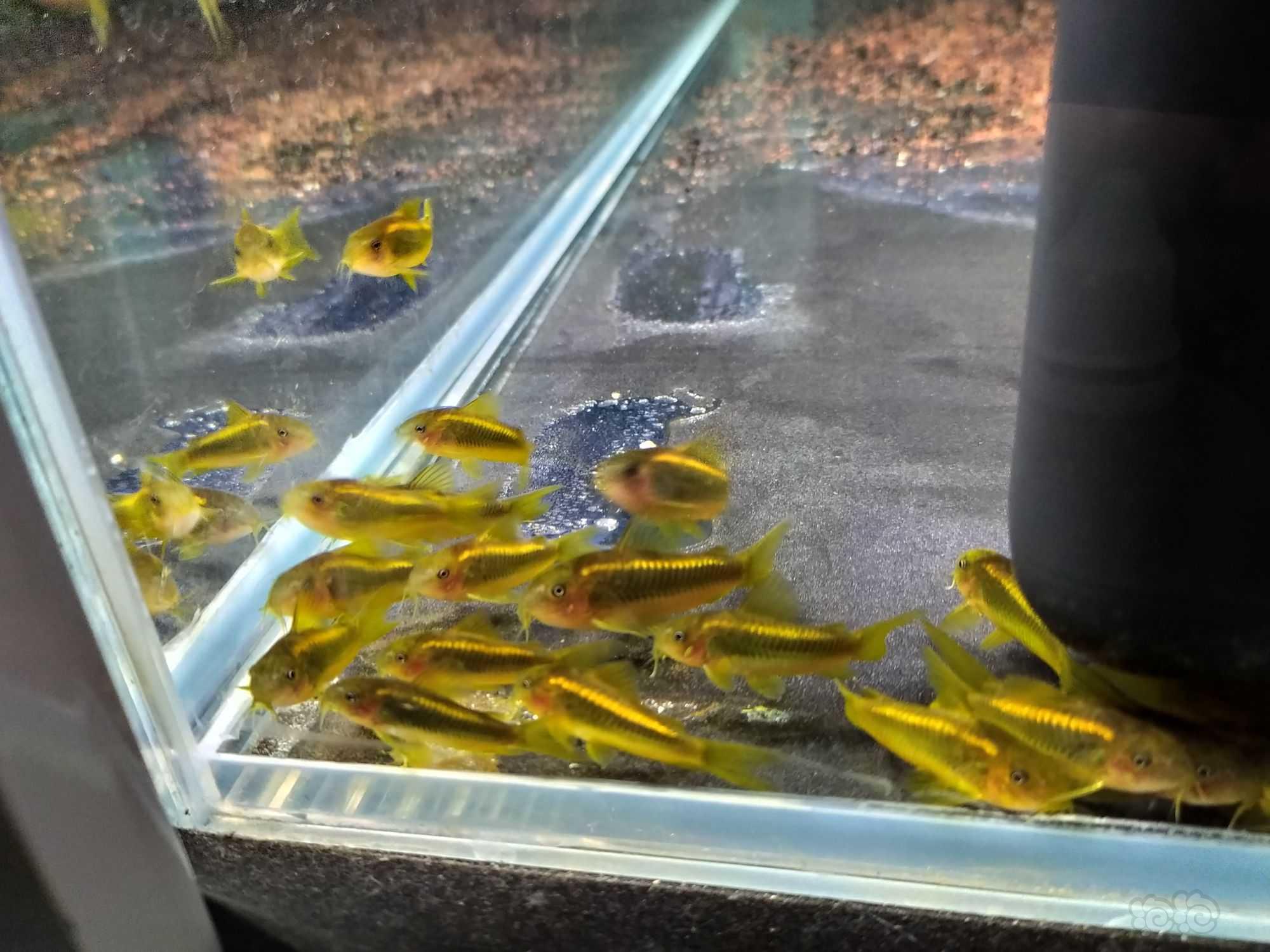 出售一些鼠鱼（黑金红头，金线金，绿线绿）-图5