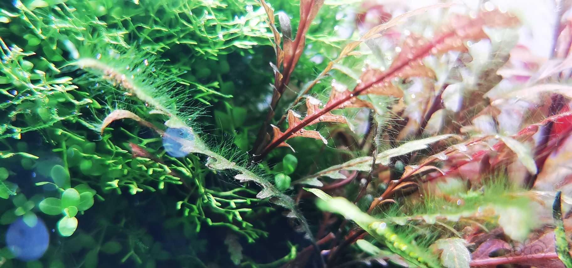 这是什么藻呀-图1