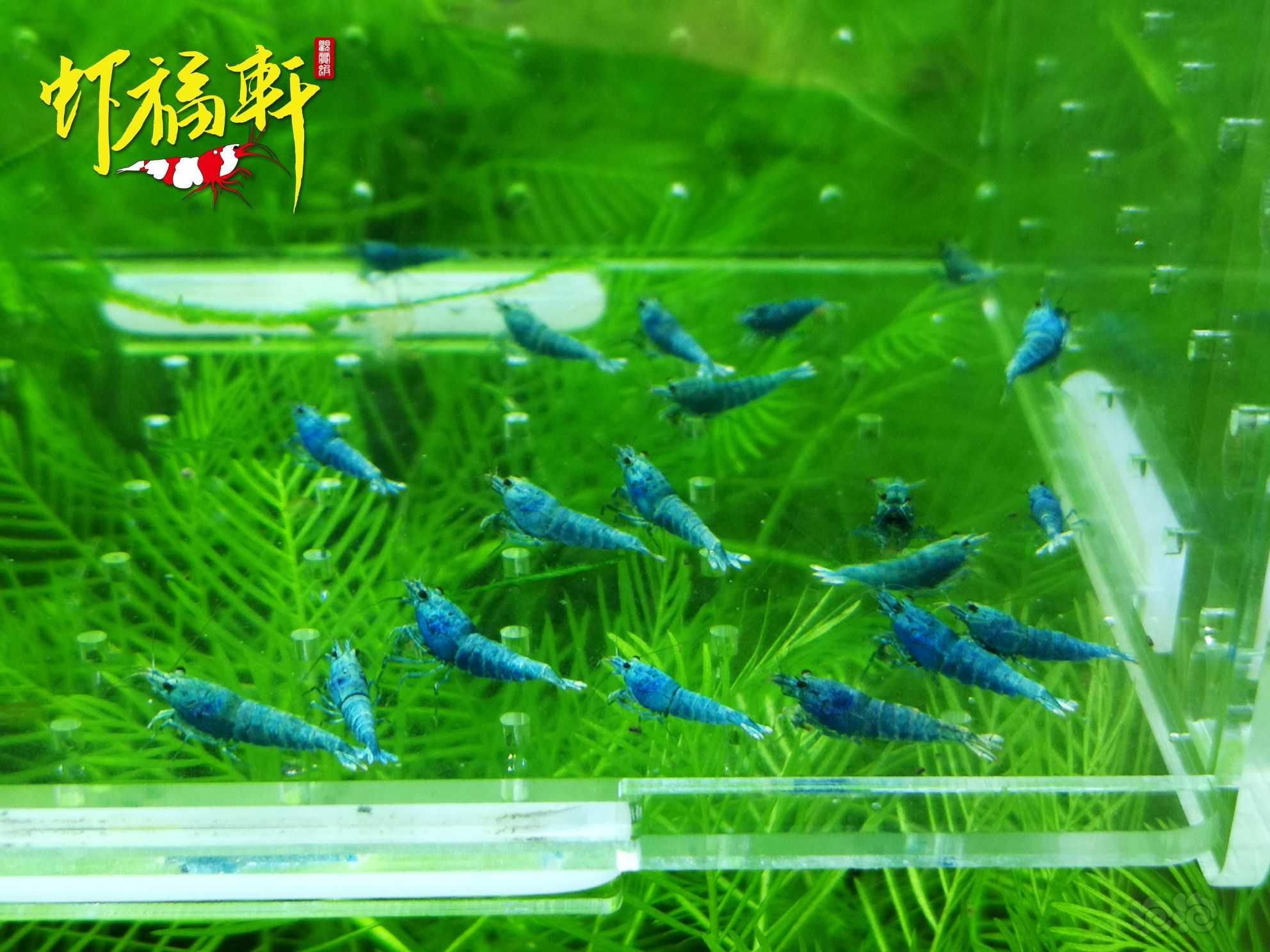 【虾】2022-10-09#RMB拍卖#蓝金刚小苗20只-图2