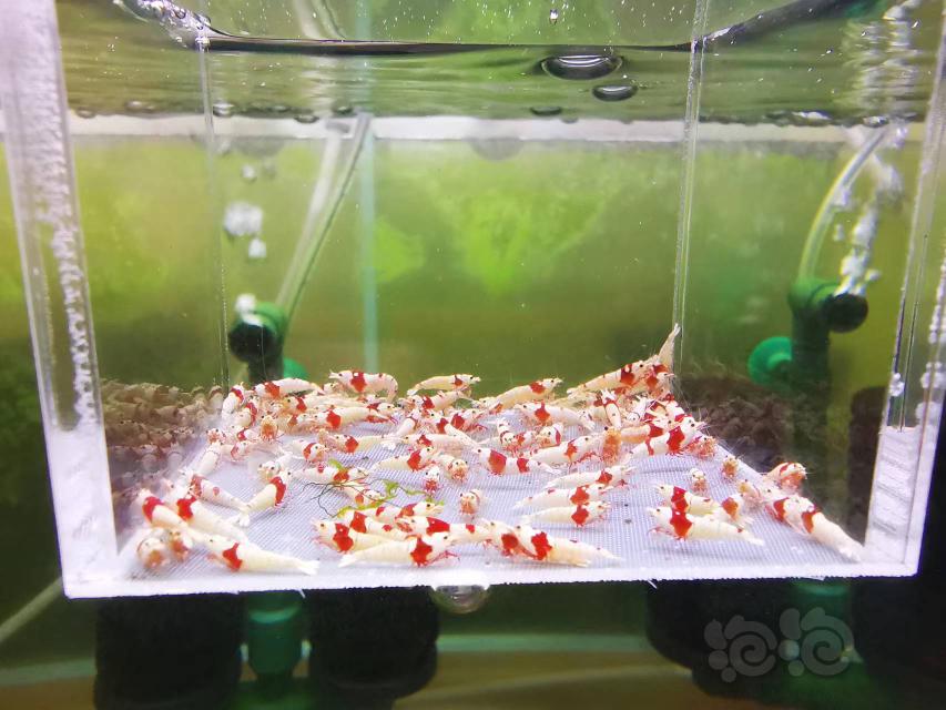 【虾】2022-10-10#RMB拍卖红白幼虾一组100只（2）-图1