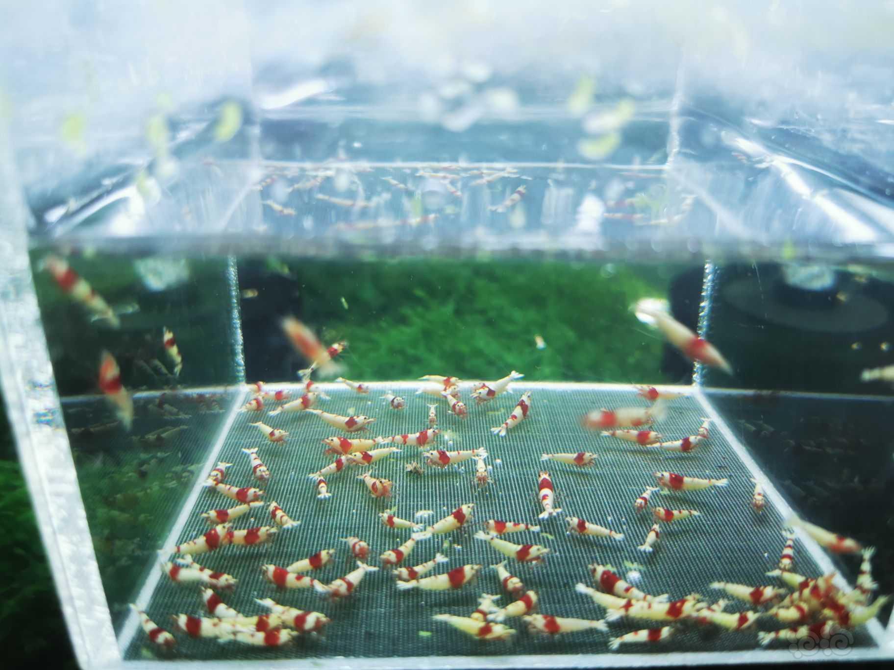 【虾】2022-10-10#RMB拍卖纯血红白一组100只-图4