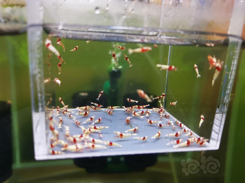 【虾】2022-10-16#RMB拍卖红白幼虾一组100只-图3