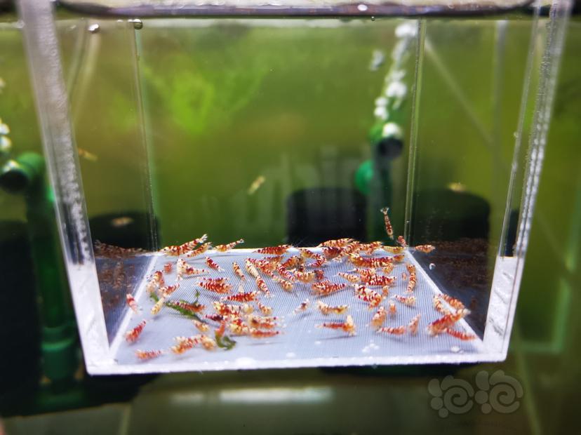 【虾】2022-10-06#RMB拍卖红花虎幼虾一组100只-图4