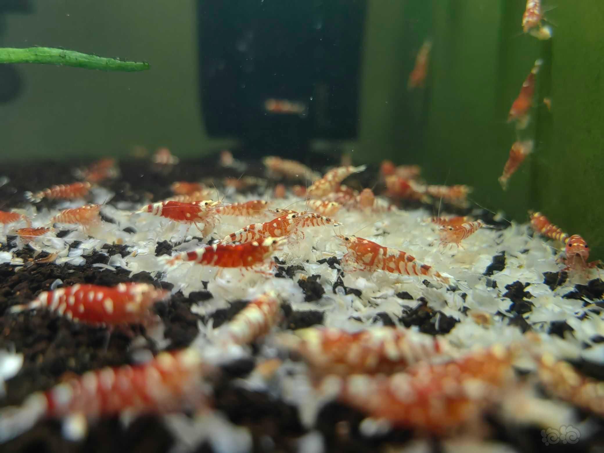 【水晶虾】出自养纯血红白水晶虾，淘汰红花虎-图6