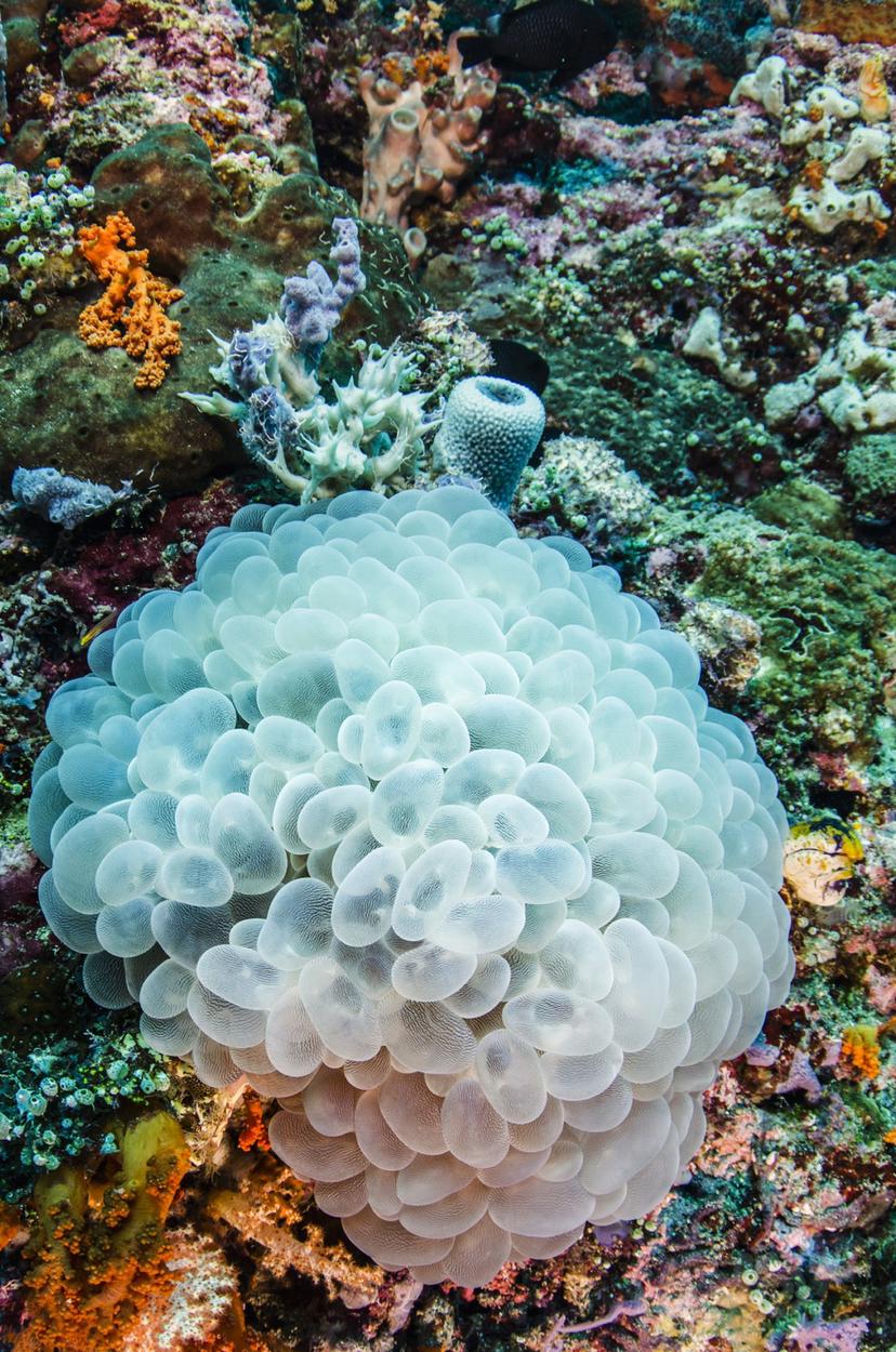 圆形泡泡糖珊瑚-图1