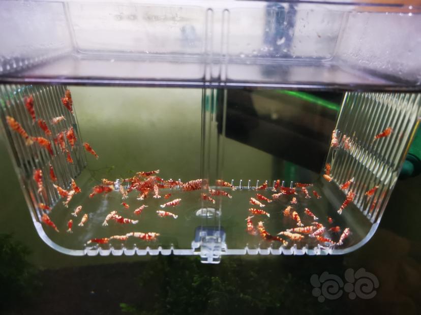 【虾】2022-10-05#RMB拍卖淘汰虾一组100只-图1