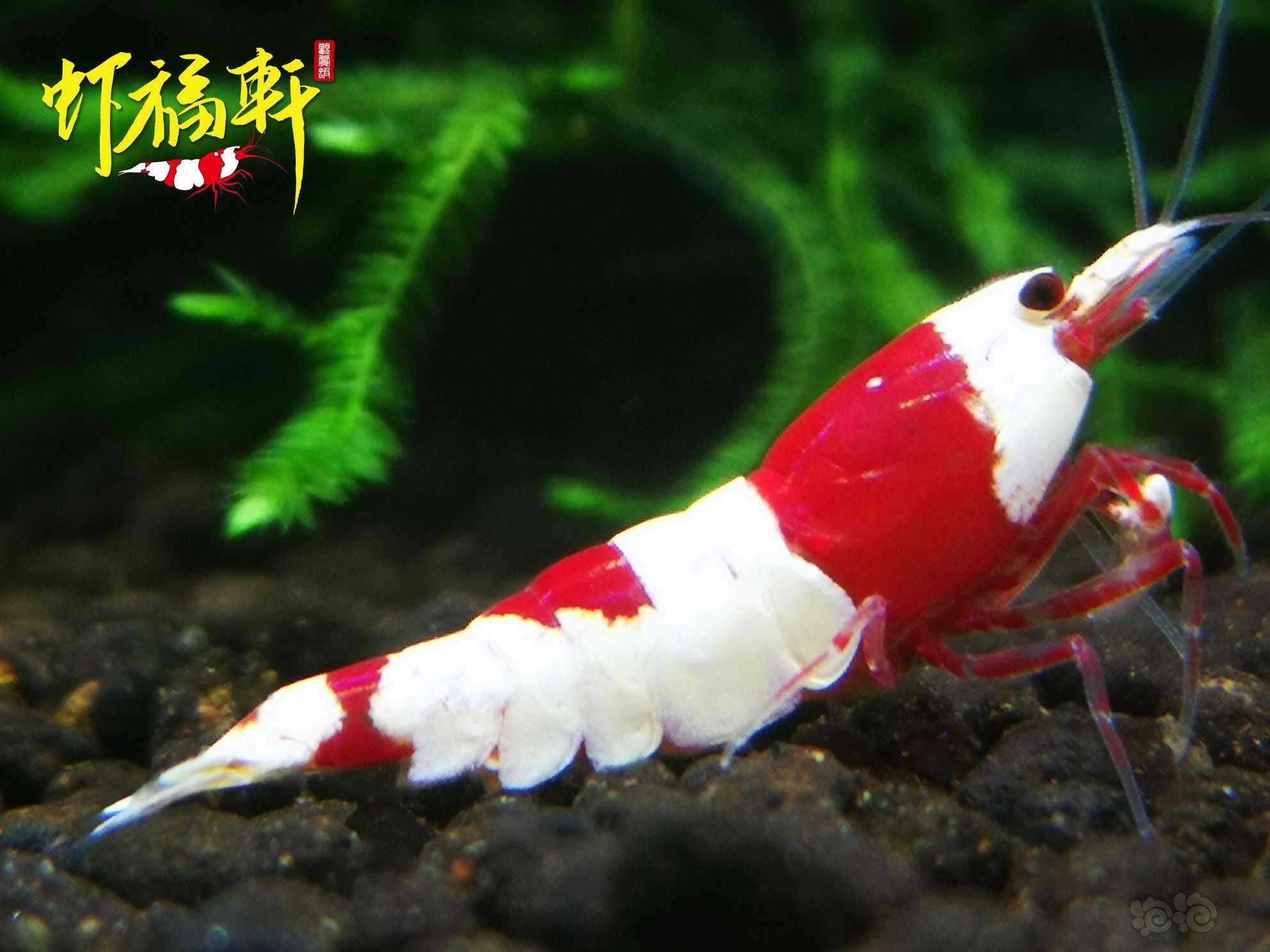 【虾】2022-10-04#RMB拍卖#红白丸禁繁殖组8只-图1