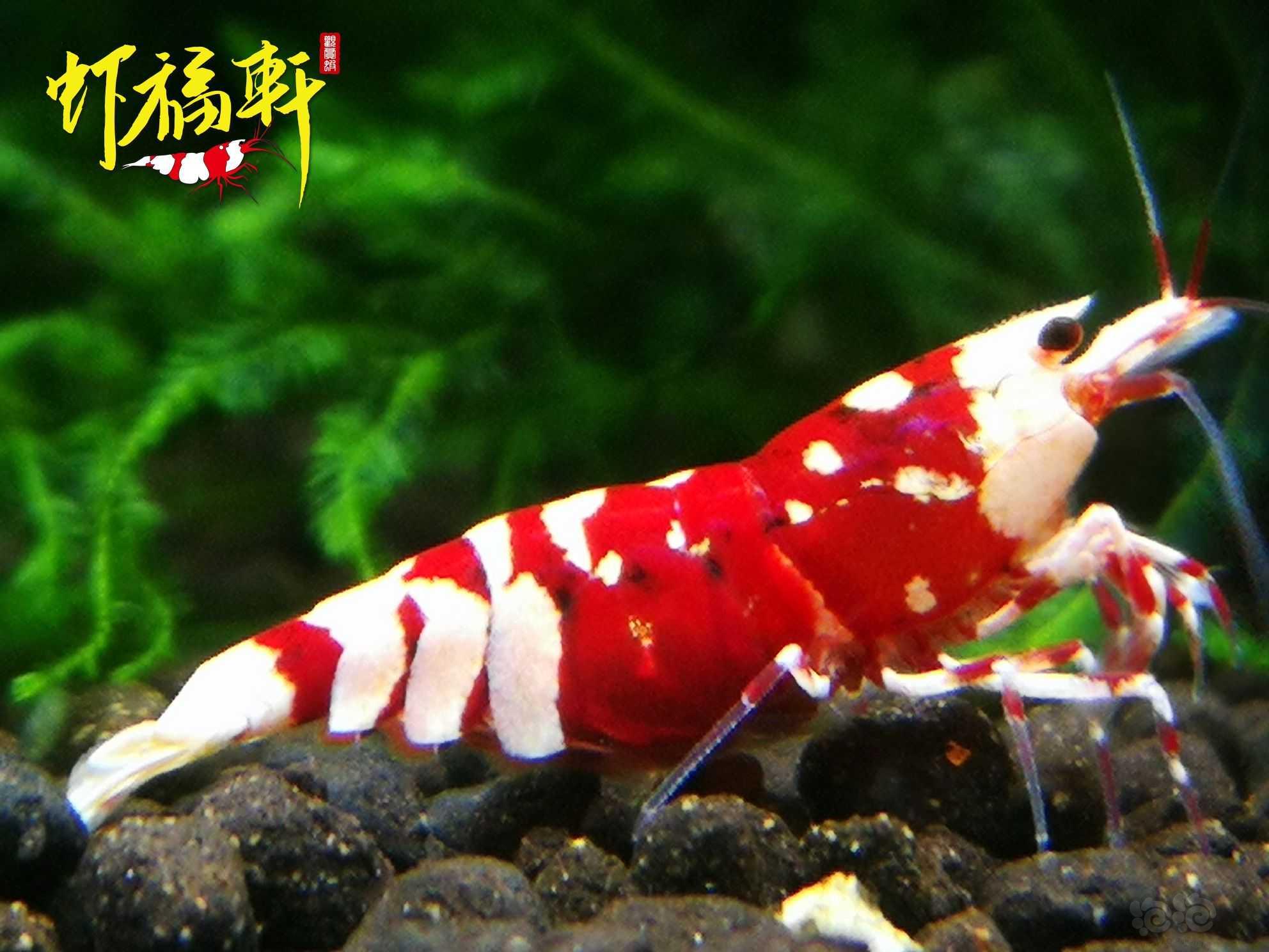 【虾】2022-10-03#RMB拍卖#品质红花虎2只-图3