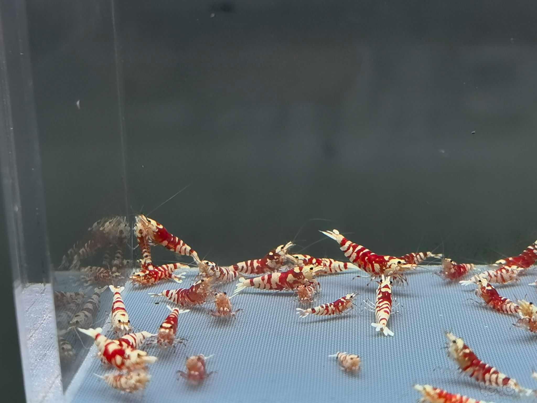 【虾】2022-10-20#RMB拍卖红花虎30只-图3