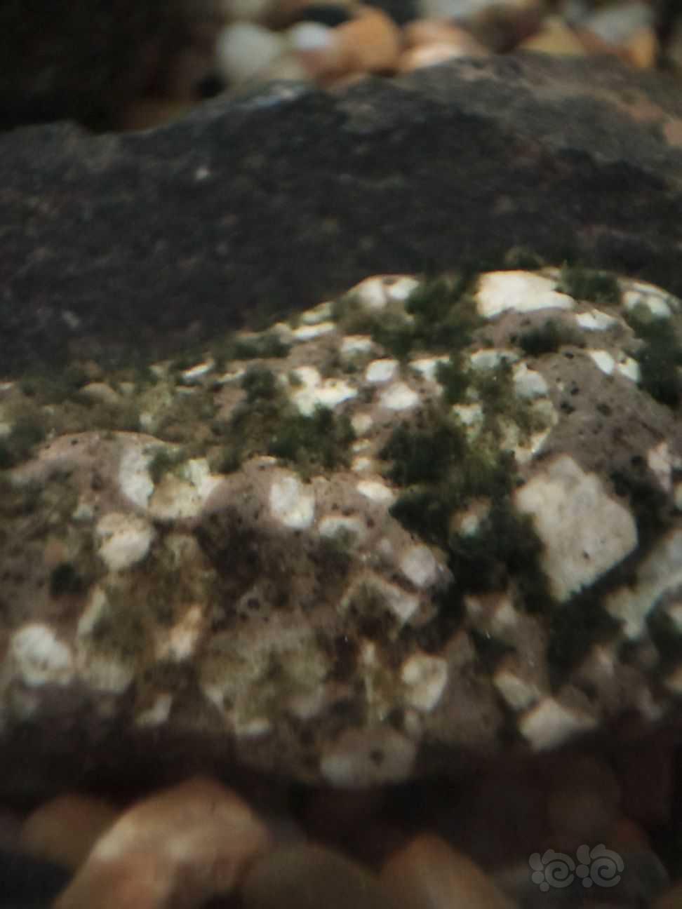 求助，这是什么藻呀石头上的那个-图5