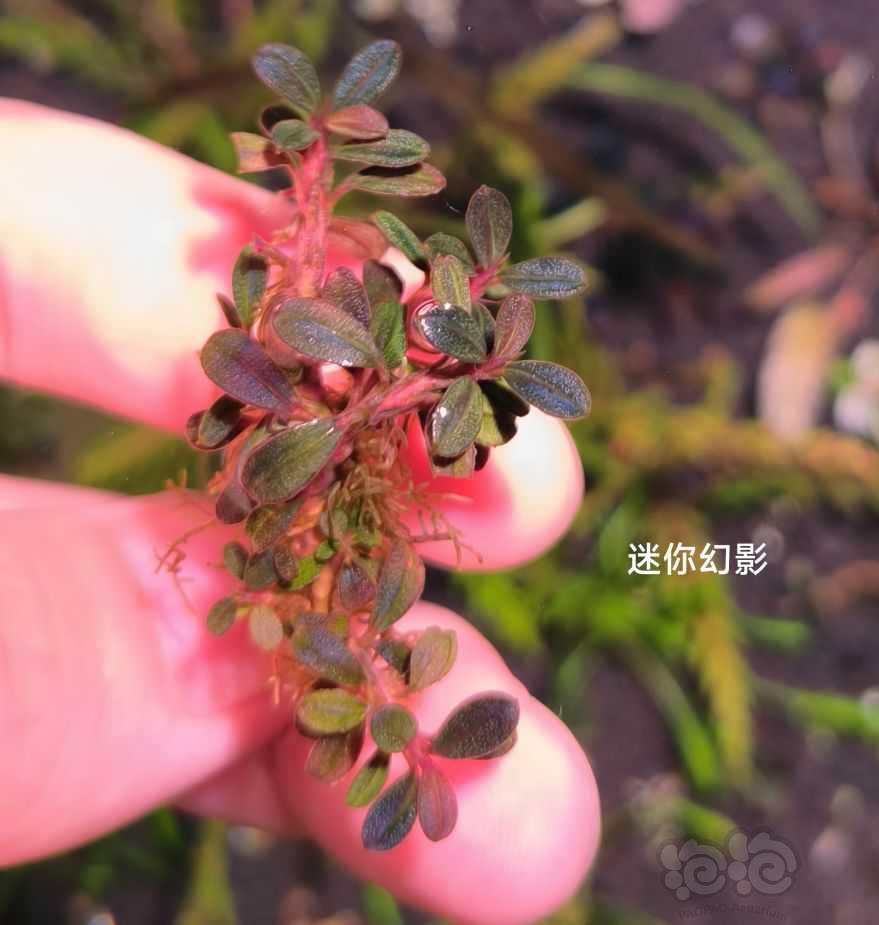 【水草】2022-10-20号#RMB拍卖#变异辣椒榕一颗，幻影-图1